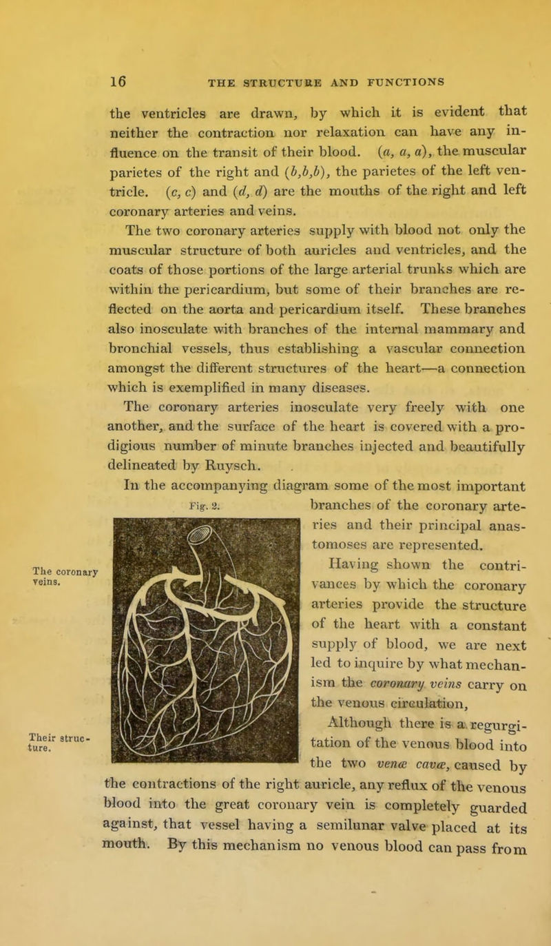 the ventricles are drawn, by which it is evident that neither the contraction nor relaxation, can have any in- fluence on the transit of their blood. («, a, a), the muscular parietes of the right and (b,b,b), the parietes of the left ven- tricle, {c, c) and {d, d) are the mouths of the right and left coronary arteries and veins. The two coronary arteries supply with blood not only the muscular structure of both auricles and ventricles, and the coats of those portions of the large arterial trunks which are within the pericardium, but some of their branches are re- flected on the aorta and pericardium itself. These branches also inosculate with branches of the internal mammary and bronchial vessels, thus establishing a vascular connection amongst the different structures of the heart—a connection which is exemplified in many diseases. The coronary arteries inosculate very freely with one another, and the surface of the heart is covered with a pro- digious number of minute branches injected and beautifully delineated by Ruysch. In the accompanying diagram some of the most important Fig. 2. branches of the coronary arte- ries and their principal anas- tomoses are represented. Having shown the contri- vances by which the coronary arteries provide the structure of the heart with a constant supply of blood, we are next led to inquire by what mechan- ism the coronary veins carry on the venovxs circulation. Although there is a, regurgi- tation of the venous blood into the two venee cavce, caused by the contractions of the right auricle, any reflux of the venous blood into the great coronary vein is completely guarded against, that vessel having a semilunar valve placed at its mouth. By this mechanism no venous blood can pass from The coronary reins. Their struc- ture.