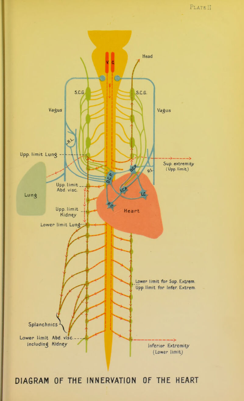 Upp. limit Lung -- Lung Lower limit for Sup. Extrem. Upp. limit for Infer. Extrem Splanchnics Lower limit Abd vise including Kidney Inferior Extremity (Lower limit)