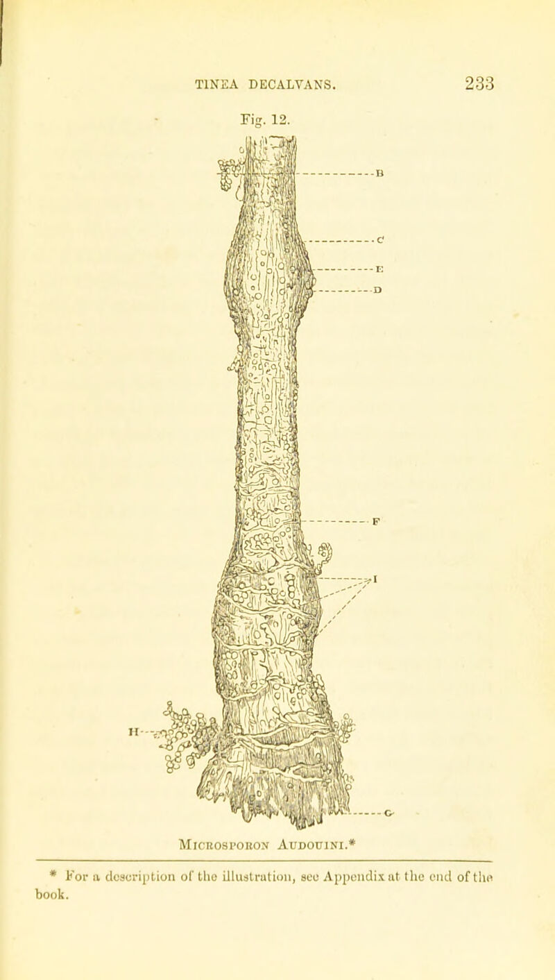 Fig. 12. MlCROSPORON Al/DOCINI.* * For a description of the illustration, see Appendix at the end of the book.