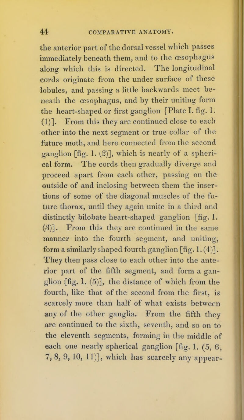 the anterior part of the dorsal vessel which passes immediately beneath them, and to the oesophagus along which this is directed. The longitudinal cords originate from the under surface of these lobules, and passing a little backwards meet be- neath the oesophagus, and by their uniting form the heart-shaped or first ganglion [Plate I. fig. 1. (1)]. From this they are continued close to each other into the next segment or true collar of the future moth, and here connected from the second ganglion [fig. 1. (2)'], which is nearly of a spheri- cal form. The cords then gradually diverge and proceed apart from each other, passing on the outside of and inclosing between them the inser- tions of some of the diagonal muscles of the fu- ture thorax, until they again unite in a third and distinctly bilobate heart-shaped ganglion [fig. 1. (iJ)]. From this they are continued in the same manner into the fourth segment, and uniting, form a similarly shaped fourth ganglion [fig. 1. (4)]. They then pass close to each other into the ante- rior part of the fifth segment, and form a gan- glion [fig. 1. (5)], the distance of which from the fourth, like that of the second from the first, is scarcely more than half of what exists between any of the other ganglia. From the fifth they are continued to the sixth, seventh, and so on to the eleventh segments, forming in the middle of each one nearly spherical ganglion [fig. 1. (5, 6, 7, 8, 9, 10, 11)], which has scarcely any appear-