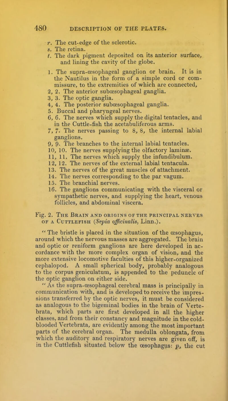 r. The cut-edge of the sclerotic, s. The retina. t. The dark pigment deposited on its anterior surface, and lining the cavity of the globe. 1, The supra-oesophageal ganglion or brain. It is in the Nautilus in the form of a simple cord or com- missure, to the extremities of which are connected, 2, 2. The anterior suboesophageal ganglia. 3, 3. The optic ganglia. 4, 4. The posterior suboesophageal ganglia. 5, Buccal and pharyngeal nerves. 6, 6. The nerves which supply the digital tentacles, and in the Cuttle-fish the acetabuliferous arms. 7, 7. The nerves passing to 8, 8, the internal labial ganglions. 9, 9- The branches to the internal labial tentacles. 10, 10. The nerves supplying the olfactory laminae. 11, 11. The nerves which supply the infundibulum. 12, 12. The nerves of the external labial tentacula. 13. The nerves of the great muscles of attachment. 14. The nerves corresponding to the par vagum. 15. The branchial nerves. 16. The ganglions communicating with the visceral or sympathetic nerves, and supplying the heart, venous follicles, and abdominal viscera. Fig. 2. The Brain and origins of the principal nerves OF A Cuttlefish {Sepia officinalis, Linn.).  The bristle is placed in the situation of the oesophagus, around which the nervous masses are aggregated. The brain and optic or reniform ganglions are here developed in ac- cordance with the more complex organ of vision, and the more extensive locomotive faculties of this higher-organized cephalopod. A small spherical body, probably analogous to the corpus geniculatum, is appended to the peduncle of the optic ganglion on either side.  As the supra-oesophageal cerebral mass is principally in communication with, and is developed to receive the impres- sions transferred by the optic nerves, it must be considered as analogous to the bigeminal bodies in the brain of Verte- brata, which parts are first developed in all the higher classes, and from their constancy and magnitude in the cold- blooded Vertebrata, are evidently among the most important parts of the cerebral organ. The medulla oblongata, from which the auditory and respiratory nerves are given off, is in the Cuttlefish situated below the oesophagus: p, the cut