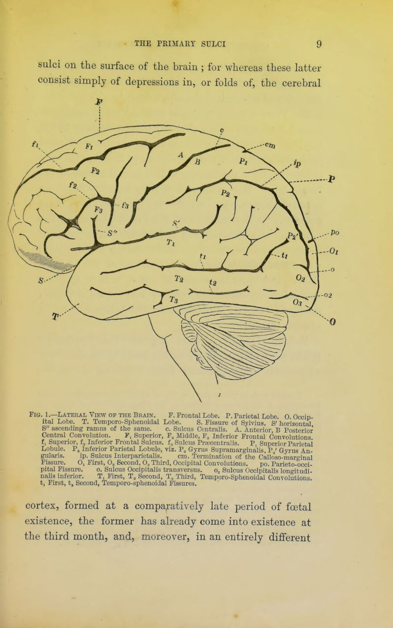 sulci on the surface of the brain ; for whereas these latter consist simply of depressions in, or folds of, the cerebral Fig. 1.—Lateral View OP THE Brain. F. Frontal Lobe. P. Parietal Lobe. O Occip- ital Lobe. T. Temporo-Sphenoidal Lobe. S. Fissure of Sylvius. S' horizontal S ascending ramus of the same. c. Sulcus Centralis. A. Anterior B Posterior Central Convolution. F, Superior, F, Middle, F, Inferior Frontal Convolutions f, Superior, f^ Inferior Frontal Sulcus, f^ Sulcus Prrecentraiis. P, Superior Parietal Lobule. Pj Inferior Parietal Lobule, viz. P^ Gyrus Supramarginalis, P^' Gyrus An- gularis. ip. Sulcus Interparietalis. cm. Termination of the Calloso-marginal Fissure. O, First, O, Second, 0, Third, Occipital Convolutions. po. Parieto-occi- pital Fissure. o. Sulcus Occipitalis transversus. o. Sulcus Occipitalis longitudi- nalis inferior. T, First, T, Second, T, Third, Temporo-Sphenoidal Convolutions, t, First, tj Second, Temporo-sphenoidal Fissures. cortex, formed at a comparatively late period of festal existence, the former has already come into existence at the third month, and, moreover, in an entirely different