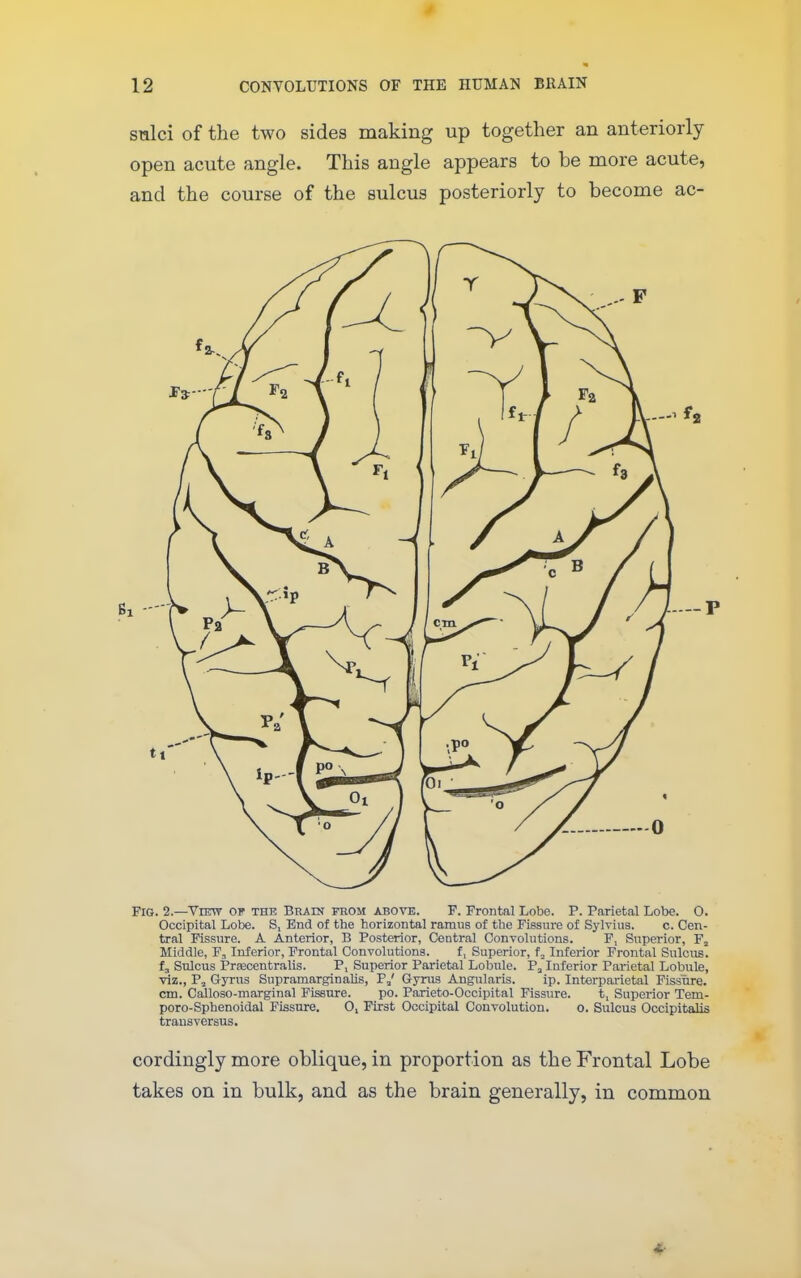 * 12 CONVOLUTIONS OF THE HUMAN BEAIN sulci of the two sides making up together an anteriorly open acute angle. This angle appears to be more acute, and the course of the sulcus posteriorly to become ac- FiG. 2.—View op the Brain from above. F. Frontal Lobe. P. Parietal Lobe. 0. Occipital Lobe. S, End of the horizontal ramus of the Fissure of Sylvius. c. Cen- tral Fissure. A Anterior, B Posterior, Central Convolutions. F, Superior, Fj Middle, F^ Inferior, Frontal Convolutions. f, Superior, Inferior Frontal Sulcus, fj Sulcus Prrecentralis. P, Superior Parietal Lobule. P^ Inferior Parietal Lobule, viz., P, Gyrus Supramarginalis, P,' Oyrua Angularis. ip. Interparietal Fissure, cm. Calloso-marginal Fissure. po. Parieto-Occipital Fissure. t, Superior Tem- poro-Sphenoidal Fissure. O, First Occipital Convolution. o. Sulcus Occipitalis trausversus. cordingly more oblique, in proportion as the Frontal Lobe takes on in bulk, and as the brain generally, in common
