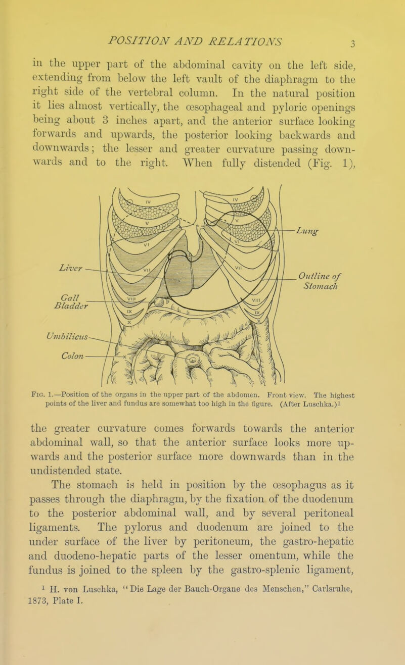 in the upper part of the abdominal cavity on the left side, extending from below the left vault of the diaphragm to the right side of the vertebral column. In the natural position it lies almost vertically, the oesophageal and pyloric openings being about 3 inches apart, and the anterior surface looking forwards and upwards, the posterior looking backwards and downwards; the lesser and greater curvature passing down- wards and to the right. When fully distended (Fig. 1), ine of Fig. 1.—Position of the organs in the upper part of the abdomen. Front view. The highest points of the liver and fundus are somewhat too high in the figure. (After Luschka.)i the greater curvature comes forwards towards the anterior abdominal wall, so that the anterior surface looks more up- wards and the posterior surface more downwards than in the undistended state. The stomach is held in position by the oesophagus as it passes through the diaphragm, by the fixation of the duodenum to the posterior abdominal wall, and by several peritoneal ligaments. The pylorus and duodenum are joined to the under surface of the liver by peritoneum, the gastro-hepatic and duodeno-hepatic parts of the lesser omentum, while the fundus is joined to the spleen by the gastro-splenic ligament, 1 H. von Luschka, Die Lage der Bauch-Oigaue des Mensclien, Carlsruhe, 1873, Plate I.