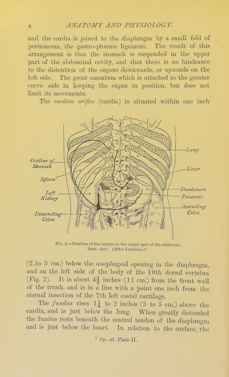 and the cardia is joined to the diaphragm by a small fold of peritoneum, the gastrophrenic ligament. The result of this arrangement is that the stomach is suspended in the upper part of the abdominal cavity, and that there is no hindrance to the distention of the organs downwards, or upwards on the left side. The great omentum which is attached to the greater curve aids in keeping the organ in position, but does not limit its movements. The cardiac orifice (cardia) is situated within one inch Fic. 2.—Position of the organs in the upper part of the abdomen. Back view. (After Luschka.)! (2„to 3 cm.) below the oesophageal opening in the diaphragm, and on the left side of the body of the 10 th dorsal vertebra (Fig. 2). It is about 4j inches (11 cm.) from the front wall of the trunk, and is in a line with a point one inch from the sternal insertion of the 7th left costal cartilage. The fundus rises l£ to 2 inches (3 to 5 cm.) above the cardia, and is just below the lung. When greatly distended the fundus rests beneath the central tendon of the diaphragm and is just below the heart. In relation to the surface, the 1 Op. tit. Plate II.