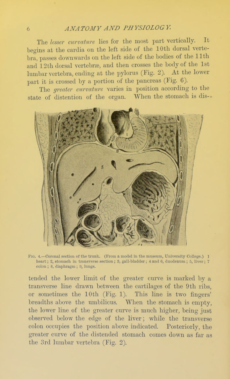 The lesser curvature lies for the most part vertically. It begins at the cardia on the left side of the 10 th dorsal verte- bra, passes downwards on the left side of the bodies of the 11th and 12 th dorsal vertebras, and then crosses the body of the 1st lumbar vertebra, ending at the pylorus (Fig. 2). At the lower part it is crossed by a portion of the pancreas (Fig. 6). The greater curvature varies in position according to the state of distention of the organ. When the stomach is dis- • Fig. 4.—Coronal section of the trunk. (From a model in the museum, University College.) ] heart; 2, stomach in transverse section ; 3, gall-bladder; 4 and G, duodenum; 5, liver; 7 colon ; S, diaphragm ; 0, lungs. tended the lower limit of the greater curve is marked by a transverse line drawn between the cartilages of the 9 th ribs, or sometimes the 10th (Fig. 1). This line is two fingers' breadths above the umbilicus. When the stomach is empty, the lower line of the greater curve is much higher, being just observed below the edge of the liver; while the transverse colon occupies the position above indicated. Posteriorly, the greater curve of the distended stomach comes down as far as the 3rd lumbar vertebra (Fig. 2).