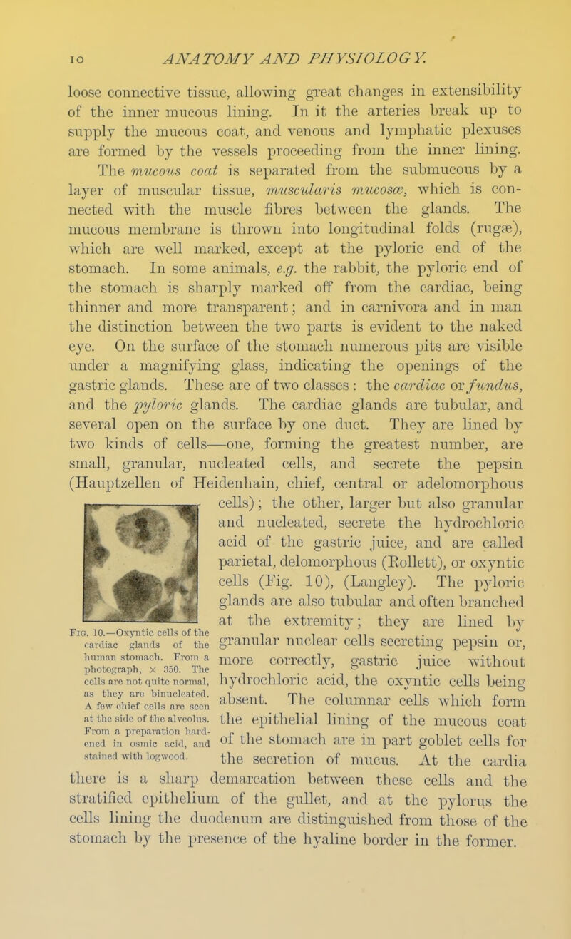loose connective tissue, allowing great changes in extensibility of the inner mucous lining. In it the arteries break up to supply the mucous coat, and venous and lymphatic plexuses are formed by the vessels proceeding from the inner lining. The mucous coat is separated from the submucous by a layer of muscular tissue, muscularis miicosce, which is con- nected with the muscle fibres between the glands. The mucous membrane is thrown into longitudinal folds (rugse), which are well marked, except at the pyloric end of the stomach. In some animals, e.g. the rabbit, the pyloric end of the stomach is sharply marked off from the cardiac, being thinner and more transparent; and in carnivora and in man the distinction between the two parts is evident to the naked eye. On the surface of the stomach numerous pits are visible under a magnifying glass, indicating the openings of the gastric glands. These are of two classes : the cardiac or fundus, and the pyloric glands. The cardiac glands are tubular, and several open on the surface by one duct. They are lined by two kinds of cells—one, forming the greatest number, are small, granular, nucleated cells, and secrete the pepsin (Hauptzellen of Heidenhain, chief, central or adelomorphous cells); the other, larger but also granular Ikfjjfc' ■ and nucleated, secrete the hydrochloric acid of the gastric juice, and are called parietal, delomorphous (Bollett), or oxyntic cells (Fig. 10), (Langley). The pyloric glands are also tubular and often branched at the extremity; they are lined by Fio. 10.—Oxyntic cells of the i i n ■ • cardiac glands of the granular nuclear cells secreting pepsin or, human stomach. From a more COrrectly, gastric mice without photograph, x 350. The , . . ceils are not quite normal, hydrochloric acid, the oxyntic cells being l%eTcyhierce^r,aCreeasteCe!; absent The columnar cells which form at the side of the alveolus, the epithelial lining of the mucous coat From a preparation hard- r ,, . ened in osmic acid, and ot the stomach are in part goblet cells for stained with logwood. tiie seCretion of mucus. At the cardia there is a sharp demarcation between these cells and the stratified epithelium of the gullet, and at the pylorus the cells lining the duodenum are distinguished from those of the stomach by the presence of the hyaline border in the former.