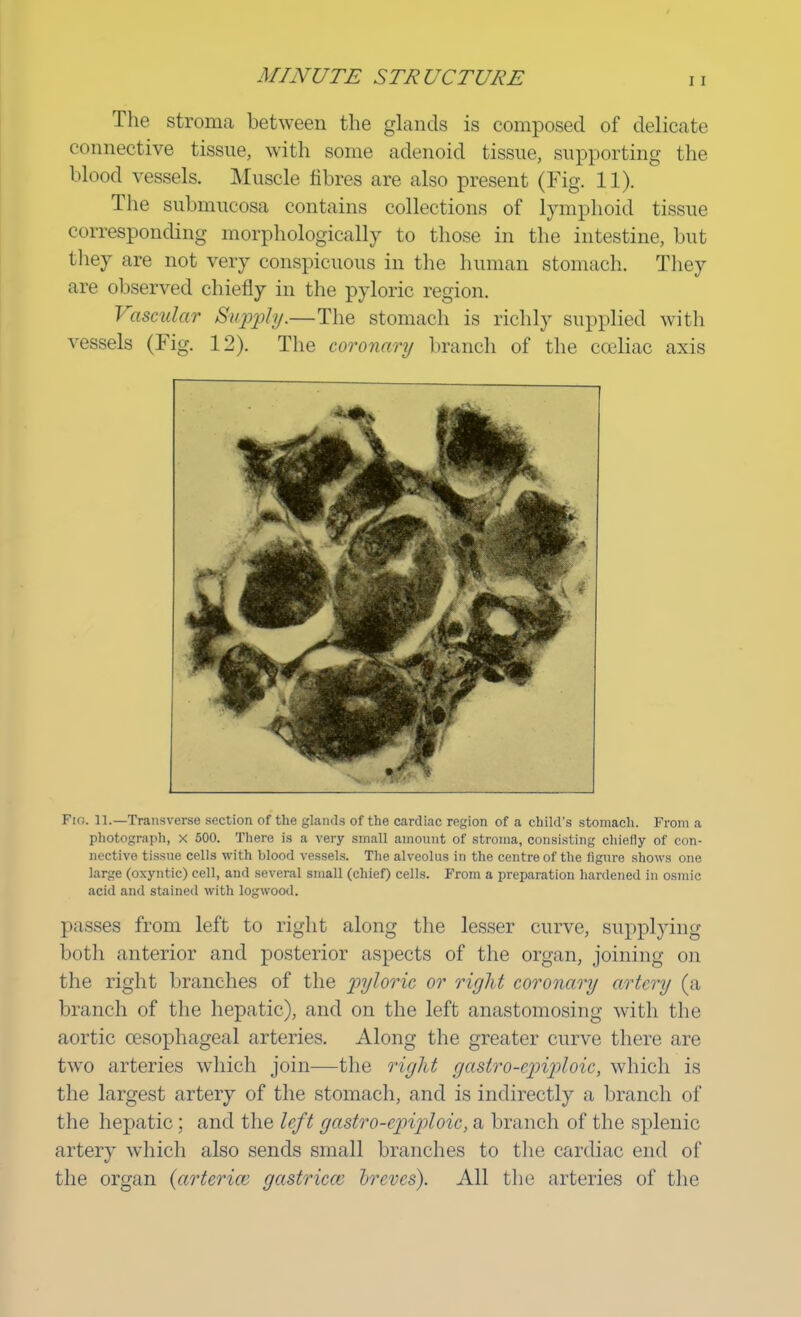 The stroma between the glands is composed of delicate connective tissue, with some adenoid tissue, supporting the blood vessels. Muscle fibres are also present (Fig. 11). The submucosa contains collections of lymphoid tissue corresponding morphologically to those in the intestine, but they are not very conspicuous in the human stomach. They are observed chiefly in the pyloric region. Vascular Supply.—The stomach is richly supplied with vessels (Fig. 12). The coronary branch of the cceliac axis Fir;. 11.—Transverse section of the glands of the cardiac region of a child's stomach. From a photograph, x 500. There is a very small amount of stroma, consisting chiefly of con- nective tissue cells with blood vessels. The alveolus in the centre of the figure shows one large (oxyntic) cell, and several small (chief) cells. From a preparation hardened in osmic acid and stained with logwood. passes from left to right along the lesser curve, supplying both anterior and posterior aspects of the organ, joining on the right branches of the pyloric or right coronary artery (a branch of the hepatic), and on the left anastomosing with the aortic oesophageal arteries. Along the greater curve there are two arteries which join—the right gastroepiploic, which is the largest artery of the stomach, and is indirectly a branch of the hepatic; and the left gastroepiploic, a branch of the splenic artery which also sends small branches to the cardiac end of the organ (arterice gastriccc breves). All the arteries of the