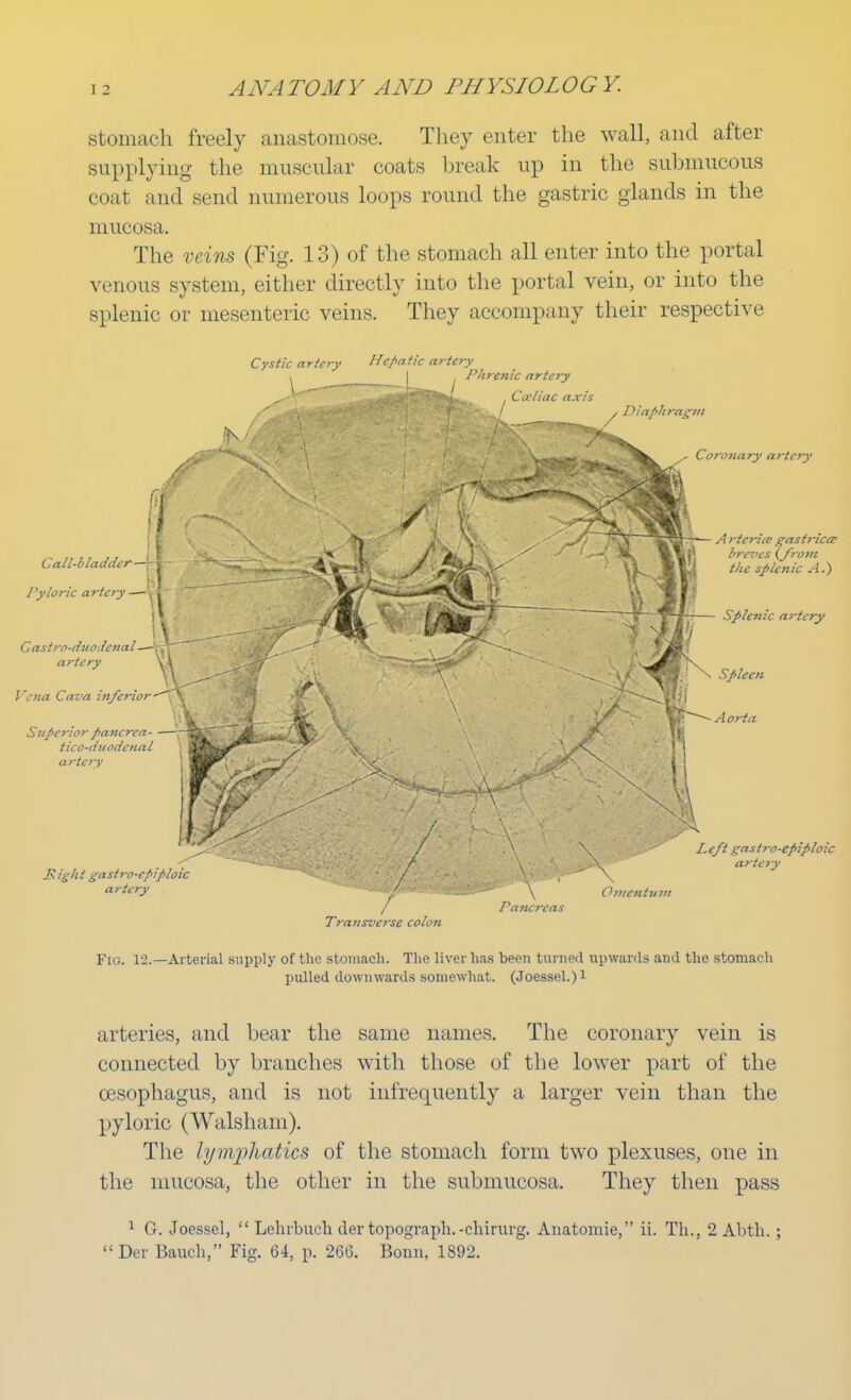 stomach freely anastomose. They enter the wall, and after supplying the muscular coats break up in the submucous coat and send numerous loops round the gastric glands in the mucosa. The veins (Fig. 13) of the stomach all enter into the portal venous system, either directly into the portal vein, or into the splenic or mesenteric veins. They accompany their respective Cystic artery Hematic artery Phrenic artery Ca'liac axis Gall-bladder— Pyloric artery—i Castro-duodenal—Vy, artery \\ Vena Cava inferior Superior pancrea- tico-duodenal artery Might gastro-cpiploic artery Diaphragm Coronary artery S: vN j^jj — A rteriiF gastrica- breves (J~rom the splenic A.) Splenic artery Left gastro-epiploic artery Omentum ancreas Transverse colon Fig. 12.—Arterial supply of the stomach. The liver has been turned upwards and the stomach pulled downwards somewhat. (Joessel.)l arteries, and bear the same names. The coronary vein is connected by branches with those of the lower part of the oesophagus, and is not infrequently a larger vein than the pyloric (Walsham). The lymfliatics of the stomach form two plexuses, one in the mucosa, the other in the submucosa. They then pass 1 G. Joessel,  Lehrbucli der topograph.-cliirurg. Anatomie, ii. Th., 2 Abtli. ; Der Bauch, Fig. 64, p. 266. Bonn, 1892.