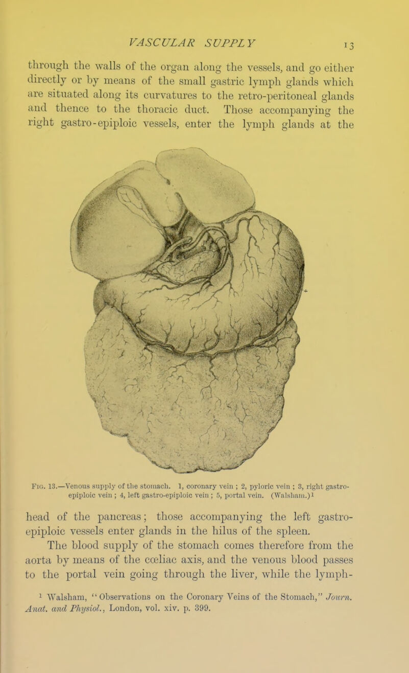 VASCULAR SUPPLY through the walls of the organ along the vessels, and go either directly or by means of the small gastric lymph glands which are situated along its curvatures to the retro-peritoneal glands and thence to the thoracic duct. Those accompanying the right gastro-epiploic vessels, enter the lymph glands at the _ -, -' Fig. 13.—Venous supply of the stomach. 1, coronary vein ; 2, pyloric vein ; 3, right gastro- epiploic vein ; 4, left gastro-epiploic vein ; 5, portal vein. (Walsliani.)i head of the pancreas; those accompanying the left gastro- epiploic vessels enter glands in the hilus of the spleen. The blood supply of the stomach comes therefore from the aorta by means of the cceliac axis, and the venous blood passes to the portal vein going through the liver, while the lymph- 1 Walsham, Observations on the Coronary Veins of the Stomach, Juurn. Anat. and Physiol., London, vol. xiv. p. 399.