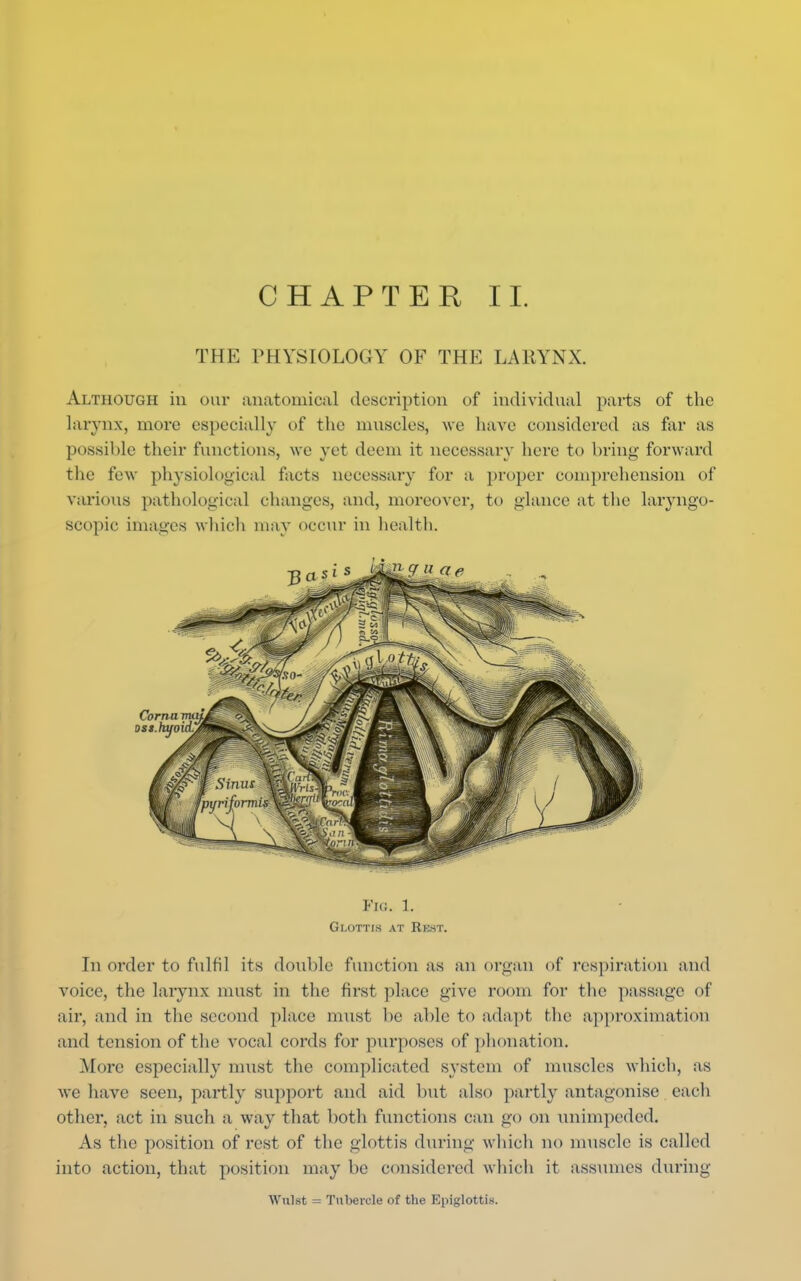 THE PHYSIOLOGY OF THK LARYNX. Although in our anatomical description of individual parts of the larynx, more especially of the muscles, we have considered as far as possible their functions, we yet deem it necessary here to bring forward the few physiological facts necessary for a proper comprehension of various pathological changes, and, moreover, to glance at the laryngo- scopy; images which may occur in health. Fio. 1. Glottis at Rest. In order to fulfil its double function as an organ of respiration and voice, the larynx must in the first place give room for the passage of air, and in the second place must be able to adapt the approximation and tension of the vocal cords for purposes of phonation. More especially must the complicated system of muscles which, as we have seen, partly support and aid but also partly antagonise each other, act in such a way that both functions can go on unimpeded. As the position of rest of the glottis during which no muscle is called into action, that position may be considered which it assumes during Wulst = Tubercle of the Epiglottis.