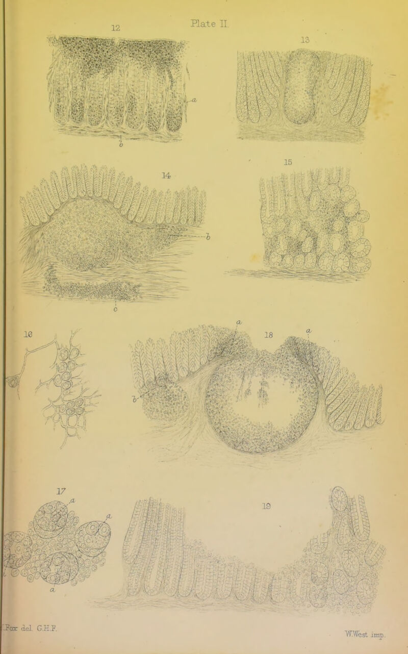 12 -a, $<k ^ o'A 15 14 17 19 d. Fox del G.K.F. W.Wesl imp.