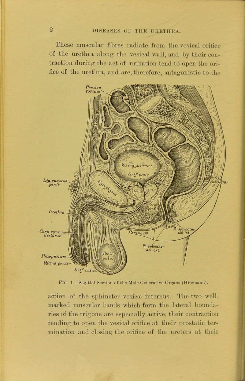These muscular fibres radiate from the vesical orifice of the urethra along the vesical Avail, and by their con- traction during- the act of urination tend to open the ori- fice of the urethra, and are, therefore, antagonistic to the PlG. 1.—Sagittal Section of the Male Generative Organs (Hitzmann). action of the sphincter vesica) interims. The two well- marked muscular bands which form the lateral bounda- ries of the trigone are especially active, their contraction tending- to open the vesical orifice at their prostatic ter- mination and closing the orifice of the ureters at their