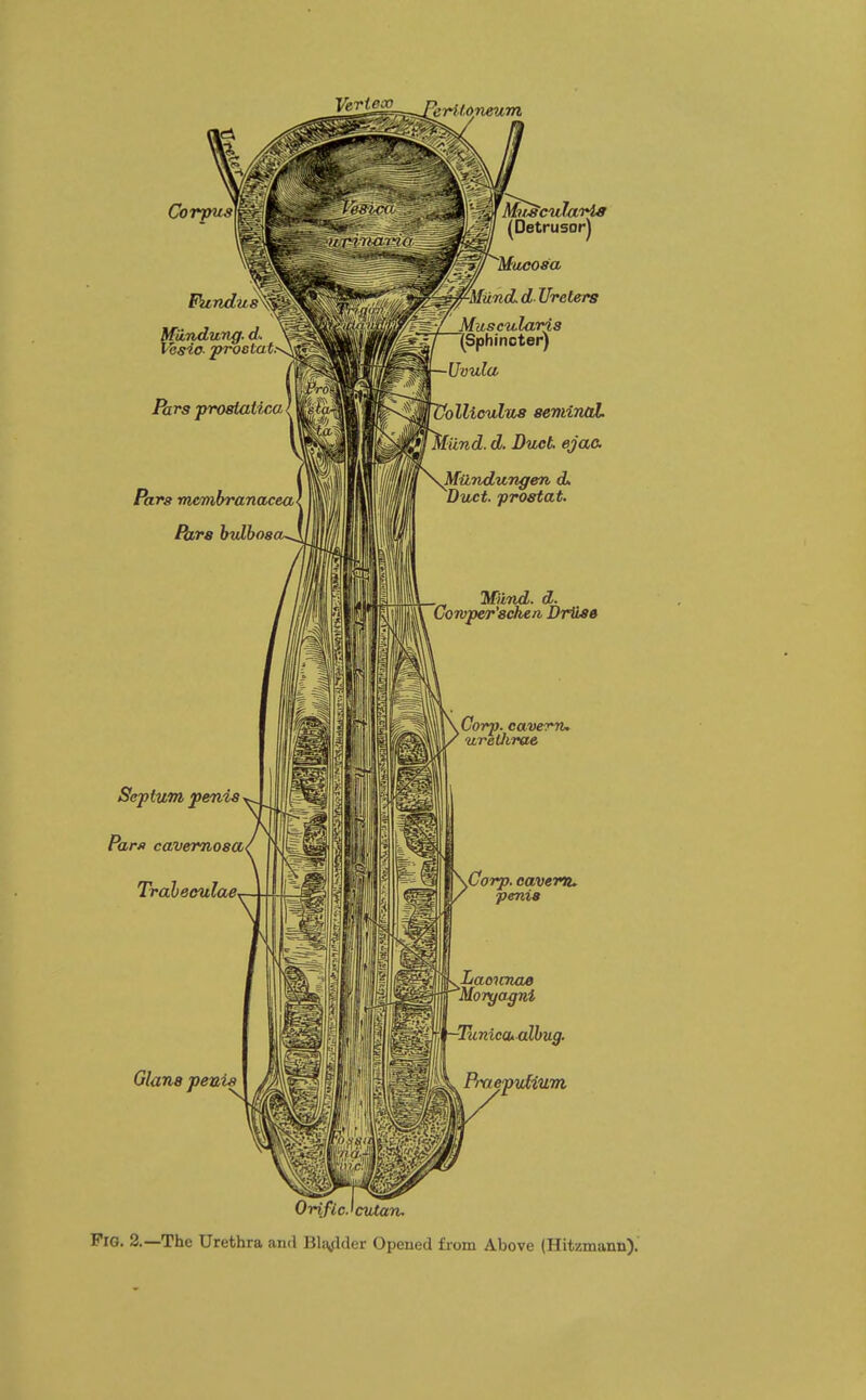 V»rtecp pr~~.~ Corpus Fundus Miindung. d- Vcsio proetat: Pars prostatica ^ ml Pars membranacea Para bulboa Septum penis > Pars cavemosa( Trabeculae* Fsfy Muscularis y^ZJ (Sphincter) Uvula ^MVolliculris seminal, iind. d. Duet. ejao. .Mundungen d. Duct, prostat. Wind. d. Comper'sche/i Driise Glaus penis 'MfMuscularis (Detrusor) Mucosa 0-Mund d Ureters .Corp. cavern, urel/irae \Corp. cavern, penis .Lacunae Morgagnl -Tunica* albug. Praepufium Oriflc.'cutan. PlG. 2.—The Urethra and Bladder Opened from Above (Hitzmann).