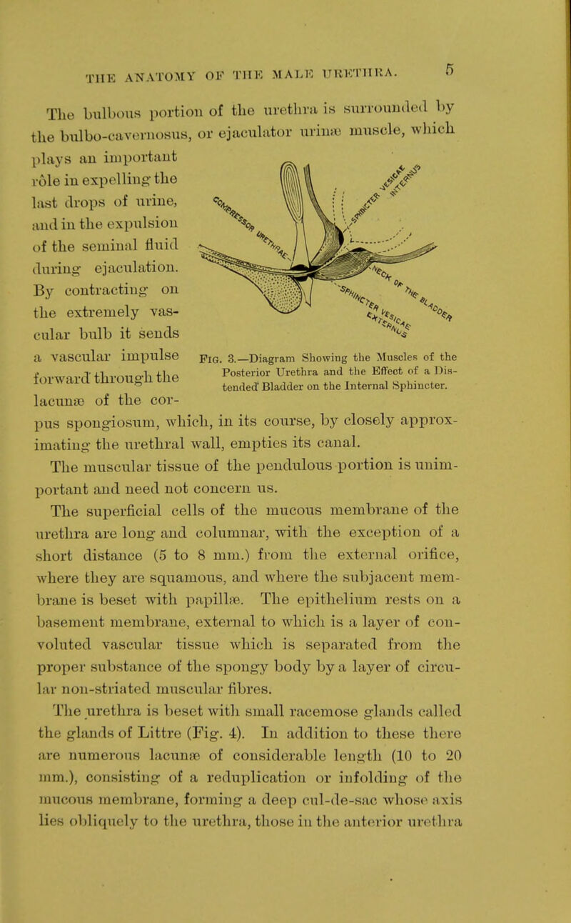 THE ANATOMY OF THE MALE URETHRA. O The bulbous portion of the urethra is surrounded by the bulbo-oavemosus, or ejaeuhitor urin;e muscle, which plays au important vole in expelling- the last drops of urine, and in the expulsion of the seminal fluid during: ejaculation. By contracting- on the extremely vas- cular bulb it sends a vascular impulse forward through the lacunae of the cor- pus spongiosum, which, in its course, by closely approx- imating the urethral wall, empties its canal. The muscular tissue of the pendulous portion is unim- portant and need not concern us. The superficial cells of the mucous membrane of the urethra are long and columnar, with the exception of a short distance (5 to 8 mm.) from the external orifice, where they are squamous, and where the subjacent mem- brane is beset with papilla?. The epithelium rests on a basement membrane, external to which is a layer of con- voluted vascular tissue which is separated from the proper substance of the spongy body by a layer of circu- lar non-striated muscular fibres. The urethra is beset with small racemose glands called the glands of Littre (Fig. 4). In addition to these there are numerous lacunae of considerable length (10 to 20 mm.), consisting of a reduplication or Infolding of the mucous membrane, forming a deep cul-de-sac whose axis lies obliquely to the urethra, those in the anterior urethra Fig. 3.—Diagram Showing the Muscles of the Posterior Urethra and the Effect of a Dis- tended' Bladder on the Internal Sphincter.