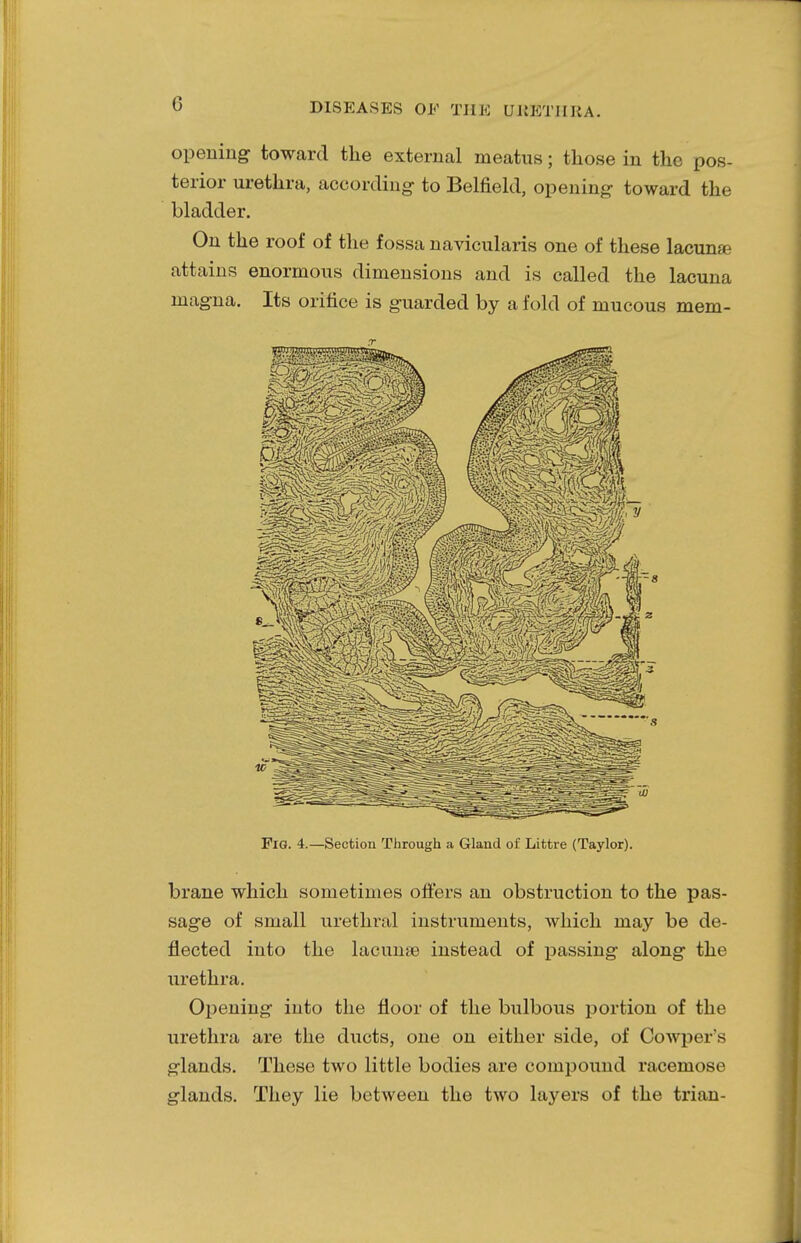 opening toward the external meatus; those in the pos- terior urethra, according to Belfield, opening toward the bladder. On the roof of the fossa navicularis one of these lacunae attains enormous dimensions and is called the lacuna magna. Its orifice is guarded by a fold of mucous mem- FlG. 4.—Section Through a Gland of Littre (Taylor). brane which sometimes offers an obstruction to the pas- sage of small urethral instruments, which may be de- flected into the lacunae instead of passing along the urethra. Opening into the floor of the bulbous portion of the urethra are the ducts, one on either side, of Cowper's glands. These two little bodies are compound racemose glands. They lie between the two layers of the trian-