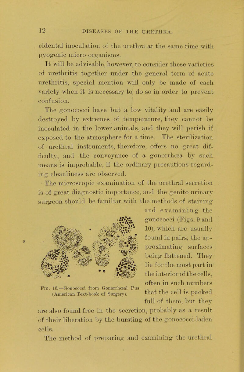 cidental inoculation of the urethra at the same time with pyogenic micro-organisms. It will be advisable, however, to consider these varieties of urethritis together under the general term of acute urethritis, special mention will only be made of each variety when it is necessary to do so in order to prevent confusion. The gonococci have but a low vitality and are easily destroyed by extremes of temperature, they cannot be inoculated in the lower animals, and they will perish if exposed to the atmosphere for a time. The sterilization of urethral instruments, therefore, offers no great dif- ficulty, and the conveyance of a gonorrhoea by such means is improbable, if the ordinary precautions regard- ing cleanliness are observed. • The microscopic examination of the urethral secretion is of great diagnostic importance, and the genito-urinary surgeon should be familiar with the methods of staining are also found free in the secretion, probably as a result of their liberation by the bursting of the gonococci-laden cells. The method of preparing and examining the urethral Fig. 10.—Gonococci from Gonorrhoeal Pus (American Text-book of Surgery). and examining the gonococci (Figs. 9 and 10), which are usually found in pairs, the ap- proximating surfaces being flattened. They lie for the most part in the interior of the cells, often in such numbers that the cell is packed full of them, but they