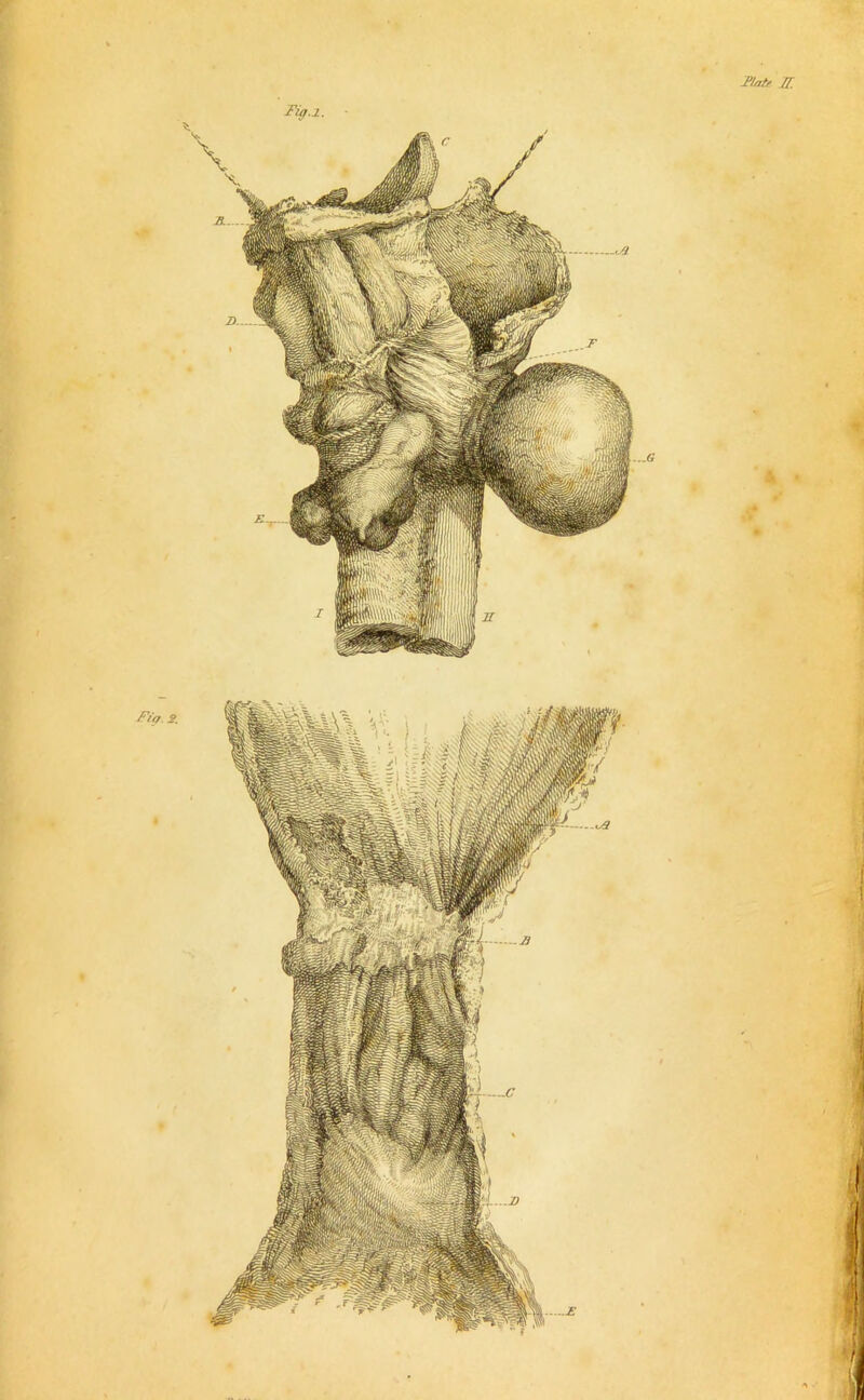 Bate ff. Fig. 2. Ftp. s. 1