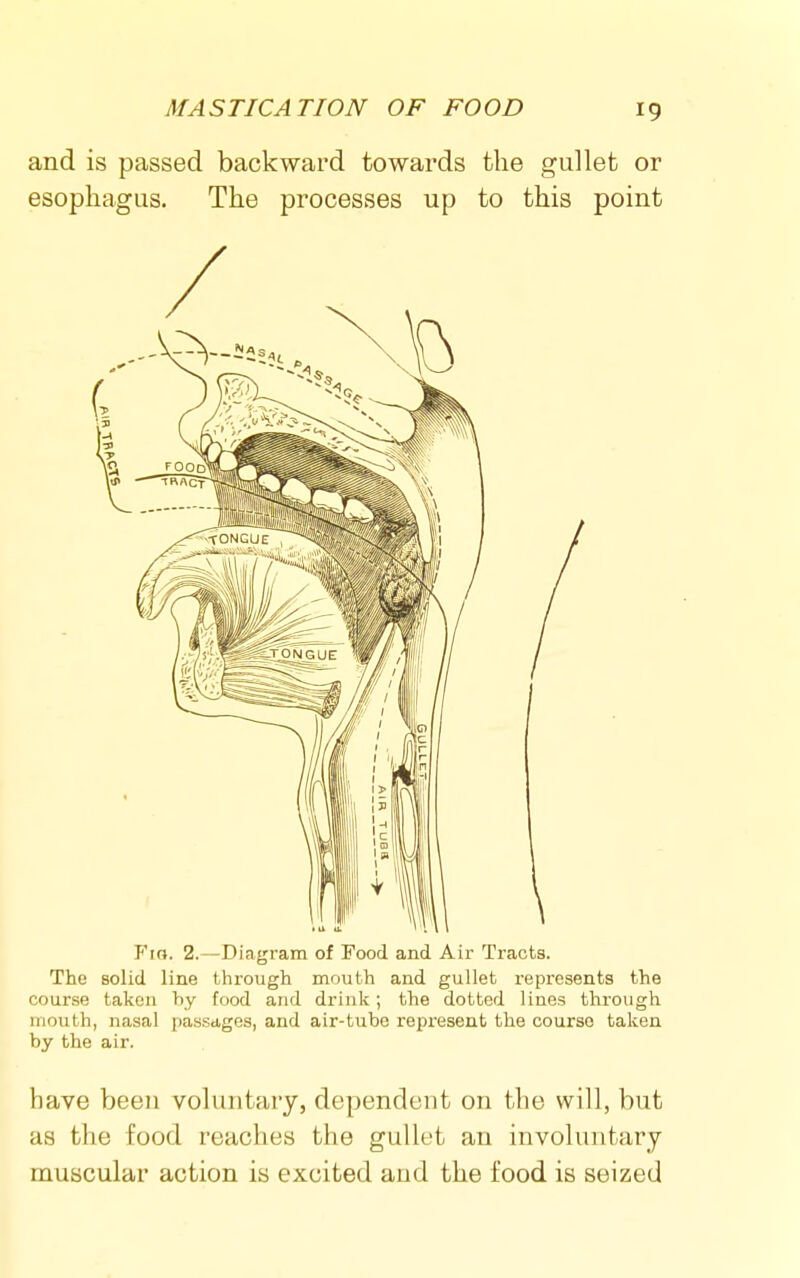 and is passed backward towards the gullet or esophagus. The processes up to this point Fifj. 2.—Diagram of Food and Air Tracts. The solid line through mouth and gullet represents the course taken hy food and drink; the dotted lines through mouth, nasal passdges, and air-tube represent the course taken by the air. have been voluntary, dependent on the will, but as tlie food reaches the gullet an involuntary muscular action is excited and the food is seized