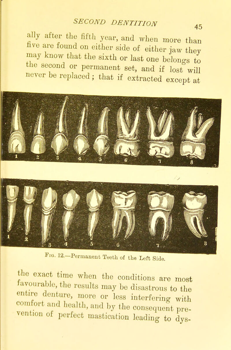 ally after the fifth year, and when more than hve are found on either side of either iaw thev may know that the sixth or last one belongs to the second or permanent set, and if lost will never be replaced; that if extracted except at Fig. 12.—Permaneut Teeth of the Left Side, the exact time when the conditions are most favourable, the results may be disastrous to the entire denture, more or less interfering with comfort and health, and by the consequent pre- vention of perfect mastication leading to dys-