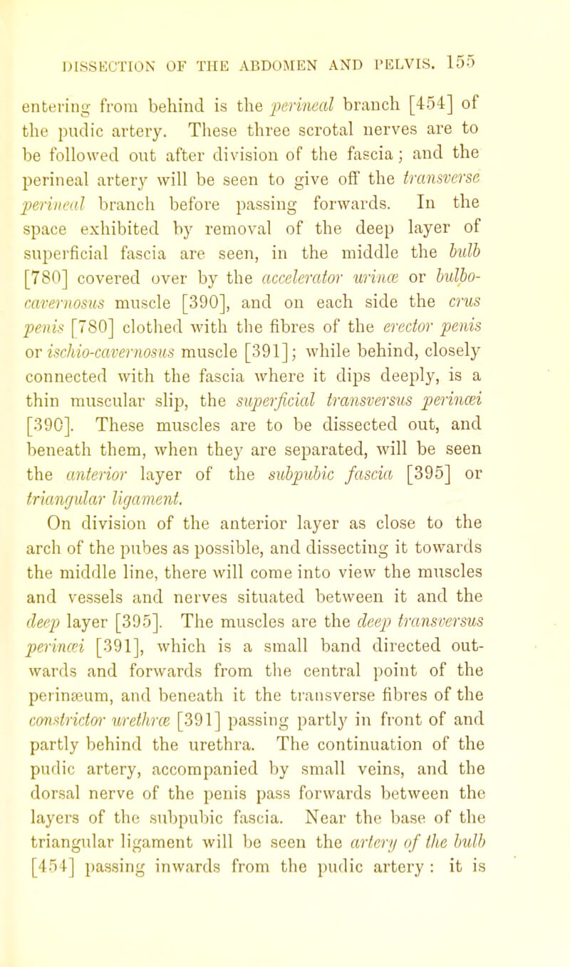 entering from behind is the perineal branch [454] of the pudic artery. These three scrotal nerves are to be followed out after division of the fascia; and the perineal artery will be seen to give off the transverse perineal branch before passing forwards. In the space exhibited by removal of the deep layer of superficial fascia are seen, in the middle the bulb [780] covered over by the accelerator wince or bulbo- rarernosus muscle [390], and on each side the cms penis [780] clothed with the fibres of the erector penis or ischio-cavernoms muscle [391]; while behind, closely connected with the fascia where it dips deeply, is a thin muscular slip, the superficial transversus perincei [390]. These muscles are to be dissected out, and beneath them, when they are separated, will be seen the anterior layer of the subpubic fascia [395] or triangular ligament. On division of the anterior layer as close to the arch of the pubes as possible, and dissecting it towards the middle line, there will come into view the muscles and vessels and nerves situated between it and the deep layer [395]. The muscles are the deep transversus perincei [391], which is a small band directed out- wards and forwards from the central point of the perin£eum, and beneath it the transverse fibres of the constrictor urethrce [391] passing partly in front of and partly behind the urethra. The continuation of the pudic artery, accompanied by small veins, and the dorsal nerve of the penis pass forwards between the layers of the subpubic fascia. Near the base of the triangular ligament will be seen the artery of the bulb [454] passing inwards from the pudic artery : it is