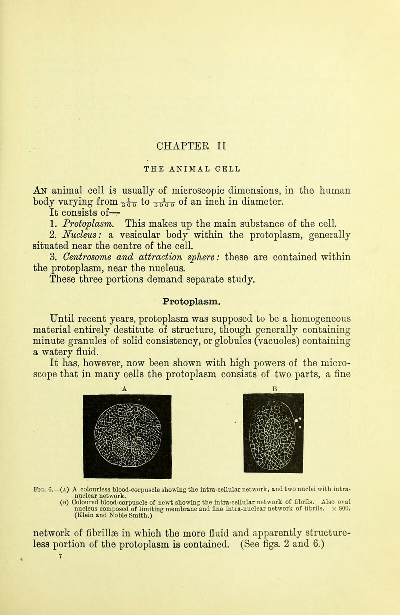 CHAPTEE ir THE ANIMAL CELL An animal cell is usually of microscopic dimensions, in the human body varying from to a oVo of an inch in diameter. It consists of— 1. Protoplasm. This makes up the main substance of the cell. 2. Nucleus: a vesicular body within the protoplasm, generally situated near the centre of the cell. 3. Centrosome and attraction sphere: these are contained within the protoplasm, near the nucleus. These three portions demand separate study. Protoplasm. Until recent years, protoplasm was supposed to be a homogeneous material entirely destitute of structure, though generally containing minute granules of solid consistency, or globules (vacuoles) containing a watery fluid. It has, however, now been shown with high powers of the micro- scope that in many cells the protoplasm consists of two parts, a fine A B Fia. 6.—(a) a colourless blood-corpuscle showing the Intra-cellular network, and two nuclei with intra- nuclear network. (b) Coloured blood-corpuscle of newt showing the intra-cellular network of fibrils. Also oval nucleus composed of limiting membrane and fine intra-nuclear network of fibrils, x 800. (Klein and Noble Smith.) network of fibrillse in which the more fluid and apparently structure- less portion of the protoplasm is contained. (See figs. 2 and 6.)