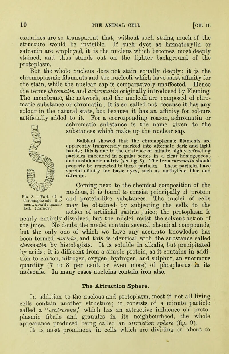 examines are so transparent that, without such stains, much of the structure would be invisible. If such dyes as haematoxylin or safranin are employed, it is the nucleus which becomes most deeply stained, and thus stands out on the lighter background of the protoplasm. But the whole nucleus does not stain equally deeply; it is the chromoplasmic filaments and the nucleoli which have most affinity for the stain, while the nuclear sap is comparatively unaffected. Hence the terms chromatin and achromatin originally introduced by Fleming. The membrane, the network, and the nucleoli are composed of chro- matic substance or chromatin; it is so called not because it has any colour in the natural state, but because it has an affinity for colours artificially added to it. For a corresponding reason, achromatin or achromatic substance is the name given to the substances which make up the nuclear sap. Balbiani showed that the chromoplasmic filaments are apparently transversely marked into alternate dark and light bands ; this is due to the existence of minute highly refracting particles imbedded in regular series in a clear homogeneous and unstainable matrix (see fig. 8). The term chromatin should properly be restricted to these particles. These particles have special affinity for basic dyes, such as methylene blue and safranin. Coming next to the chemical composition of the nucleus, it is found to consist principally of protein ^chrom^iasmic °tiia* and protcin-Uke substances. The nuclei of cells fleT*'(?amoyT°' obtained' by subjecting the cells to the action of artificial gastric juice; the protoplasm is nearly entirely dissolved, but the nuclei resist the solvent action of the juice. No doubt the nuclei contain several chemical compounds, but the only one of which we have any accurate knowledge has been termed nuclein, and this is identical with the substance called chromatin by histologists. It is soluble in alkalis, but precipitated by acids; it is different from a simple protein, as it contains in addi- tion to carbon, nitrogen, oxygen, hydrogen, and sulphur, an enormous quantity (7 to 8 per cent, or even more) of phosphorus in its molecule. In many cases nucleins contain iron also. The Attraction Sphere. In addition to the nucleus and protoplasm, most if not all living cells contain another structure; it consists of a minute particle called a  centrosome, which has an attractive influence on proto- plasmic fibrils and granules in its neighbourhood, the whole appearance produced being called an attraction sphere (fig. 9). It is most prominent in cells which are dividing or about to
