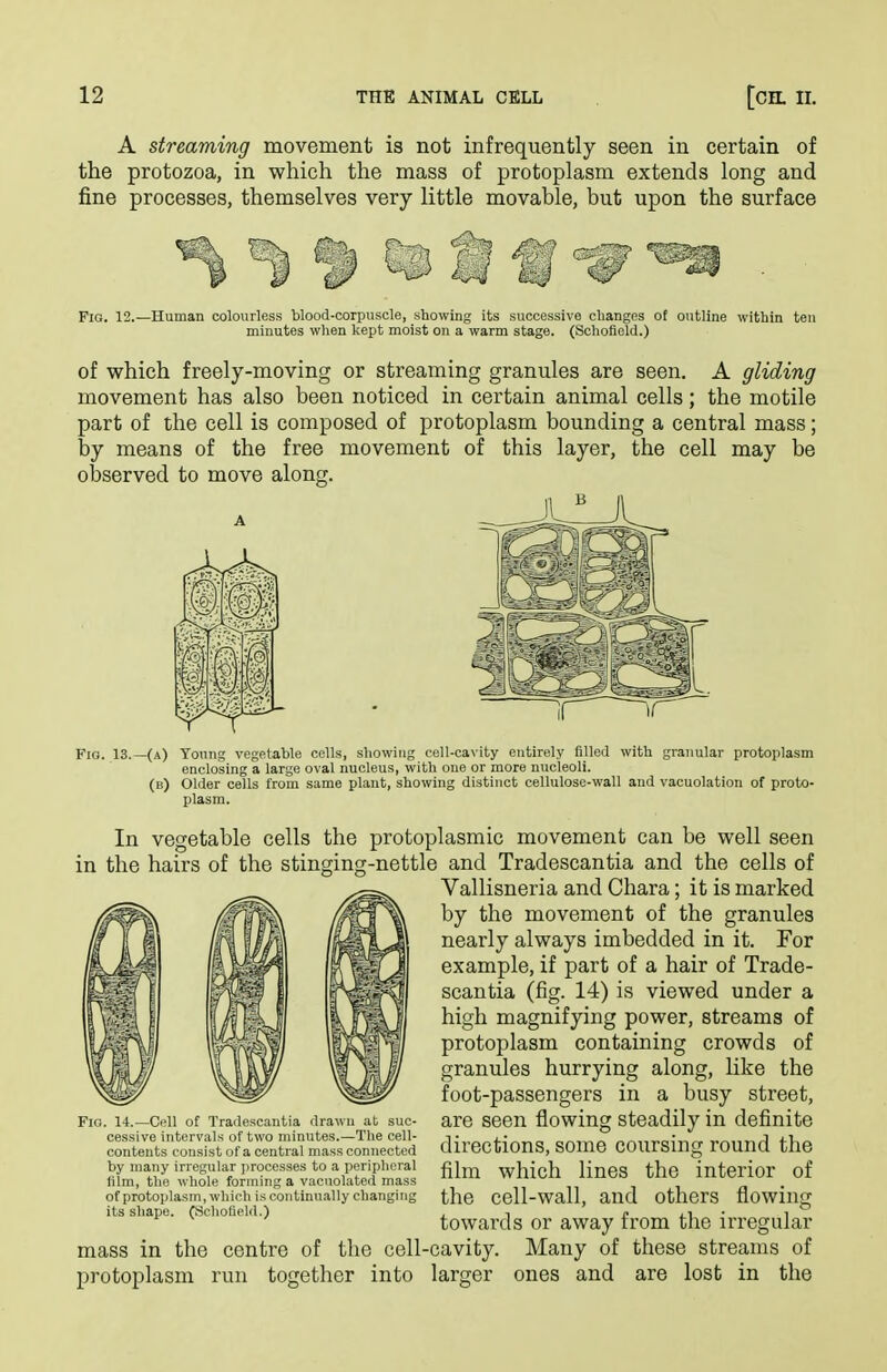 A streaming movement is not infrequently seen in certain of the protozoa, in which the mass of protoplasm extends long and fine processes, themselves very little movable, but upon the surface Fio. 12.—Human colourless blood-corpuscle, showing its successive changes of outline within teu minutes wlien kept moist on a warm stage. (Schofleld.) of which freely-moving or streaming granules are seen. A gliding movement has also been noticed in certain animal cells; the motile part of the cell is composed of protoplasm bounding a central mass; by means of the free movement of this layer, the cell may be observed to move along. Fio. 13.—(a) Young vegetable cells, showing cell-cavity entirely filled with granular protoplasm enclosing a large oval nucleus, with one or more nucleoli. (b) Older cells from same plant, showing distinct cellulose-wall and vacuolation of proto- plasm. In vegetable cells the protoplasmic movement can be well seen in the hairs of the stinging-nettle and Tradescantia and the cells of Vallisneria and Chara; it is marked by the movement of the granules nearly always imbedded in it. For example, if part of a hair of Trade- scantia (fig. 14) is viewed under a high magnifying power, streams of protoplasm containing crowds of granules hurrying along, like the foot-passengers in a busy street, are seen flowing steadily in definite directions, some coursing round the film which lines the interior of the cell-wall, and others flowing towards or away from the irregular mass in the centre of the cell-cavity. Many of these streams of protoplasm run together into larger ones and are lost in the Fig. 14.—Cell of Tradescantia drawn at suc- cessive intervals of two minutes.—The cell- contents consist of a central mass connected by many irregular i)roces3es to a peripheral lilm, the whole forming a vacuolated mass of protoplasm, which is continually cliangiiig its shape. (Scliofield.)