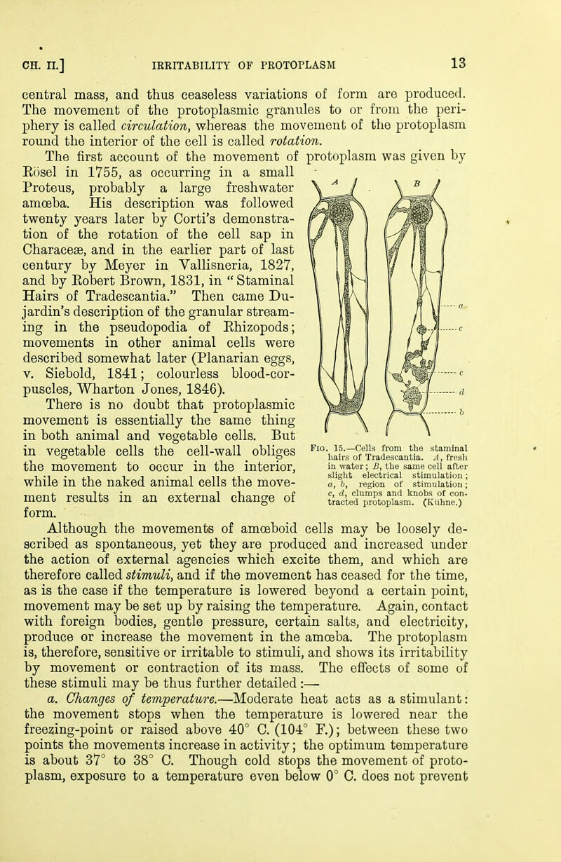 central mass, and thus ceaseless variations of form are produced. The movement of the protoplasmic granules to or from the peri- phery is called circulation, whereas the movement of the protoplasm round the interior of the cell is called rotation. The first account of the movement of protoplasm was given by Eosel in 1755, as occurring in a small Proteus, probably a large freshwater amoeba. His description was followed twenty years later by Corti's demonstra- tion of the rotation of the cell sap in Characeae, and in the earlier part of last century by Meyer in Vallisneria, 1827, and by Eobert Brown, 1831, in  Staminal Hairs of Tradescantia. Then came Du- jardin's description of the granular stream- ing in the pseudopodia of Ehizopods; movements in other animal cells were described somewhat later (Planarian eggs, V. Siebold, 1841; colourless blood-cor- puscles, Wharton Jones, 1846). There is no doubt that protoplasmic movement is essentially the same thing in both animal and vegetable cells. But vegetable cells the cell-wall obliges m -Cells from staminal hairs of Tradescantia. A, fresh in water; B, the same cell after slight electrical stimulation; a, b, region of stimulation; c, d, clumps and knobs of con- tracted protoplasm. (Kiihne.) the movement to occur in the interior, while in the naked animal cells the move- ment results in an external change of form. Although the movements of amoeboid cells may be loosely de- scribed as spontaneous, yet they are produced and increased under the action of external agencies which excite them, and which are therefore called stimuli, and if the movement has ceased for the time, as is the case if the temperature is lowered beyond a certain point, movement may be set up by raising the temperature. Again, contact with foreign bodies, gentle pressure, certain salts, and electricity, produce or increase the movement in the amoeba. The protoplasm is, therefore, sensitive or irritable to stimuli, and shows its irritability by movement or contraction of its mass. The effects of some of these stimuli may be thus further detailed :— a. Changes of temperature.—Moderate heat acts as a stimulant: the movement stops when the temperature is lowered near the freezing-point or raised above 40° C. (104° F.); between these two points the movements increase in activity; the optimum temperature is about 37° to 38° C. Though cold stops the movement of proto- plasm, exposure to a temperature even below 0° C. does not prevent