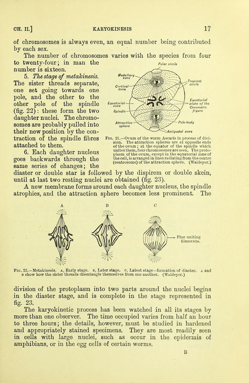 Polar circle of chromosomes is always even, an equal number being contributed by each sex. The number of chromosomes varies with the species from four to twenty-four; in man the number is sixteen. 5. The stage of metakinesis. The sister threads separate, one set going towards one pole, and the other to the other pole of the spindle (fig. 22) : these form the two daughter nuclei. The chromo- somes are probably pulled into their new position by the con- traction of the spindle fibres attached to them. 6. Each daughter nucleus goes backwards through the same series of changes; the diaster or double star is followed by the dispirem or double skein, until at last two resting nuclei are obtained (fig. 23). A new membrane forms around each daughter nucleus, the spindle atrophies, and the attraction sphere becomes less prominent. The Attraction sphere ntipodal zone Fio. 21.—Ovum of the worm Ascaris in process of divi- sion. The attraction spheres are at opposite ends of the ovum ; at the equator of the spindle which unites tliem, four chromosomes are seen. The proto- plasm of the ovum, except in the equatorial zone of the cell, is arranged in lines railiatingfrom the centre (centrosome) of the attraction sphere. (Waldeyer.) — Fine uniting ; lilameuts. Fig. 22.—Metakinesis. a, Early stage, b. Later stage, o. Latest stage—formation of diaster. a and B show how the sister threads disentangle themselves from one another. (Waldeyer.) division of the protoplasm into two parts around the nuclei begins in the diaster stage, and is complete in the stage represented in fig. 23. The karyokinetic process has been watched in all its stages by more than one observer. The time occupied varies from half an hour to three hours; the details, however, must be studied in hardened and appropriately stained specimens. They are most readily seen in cells with large nuclei, such as occur in the epidermis of amphibians, or in the egg cells of certain worms. B