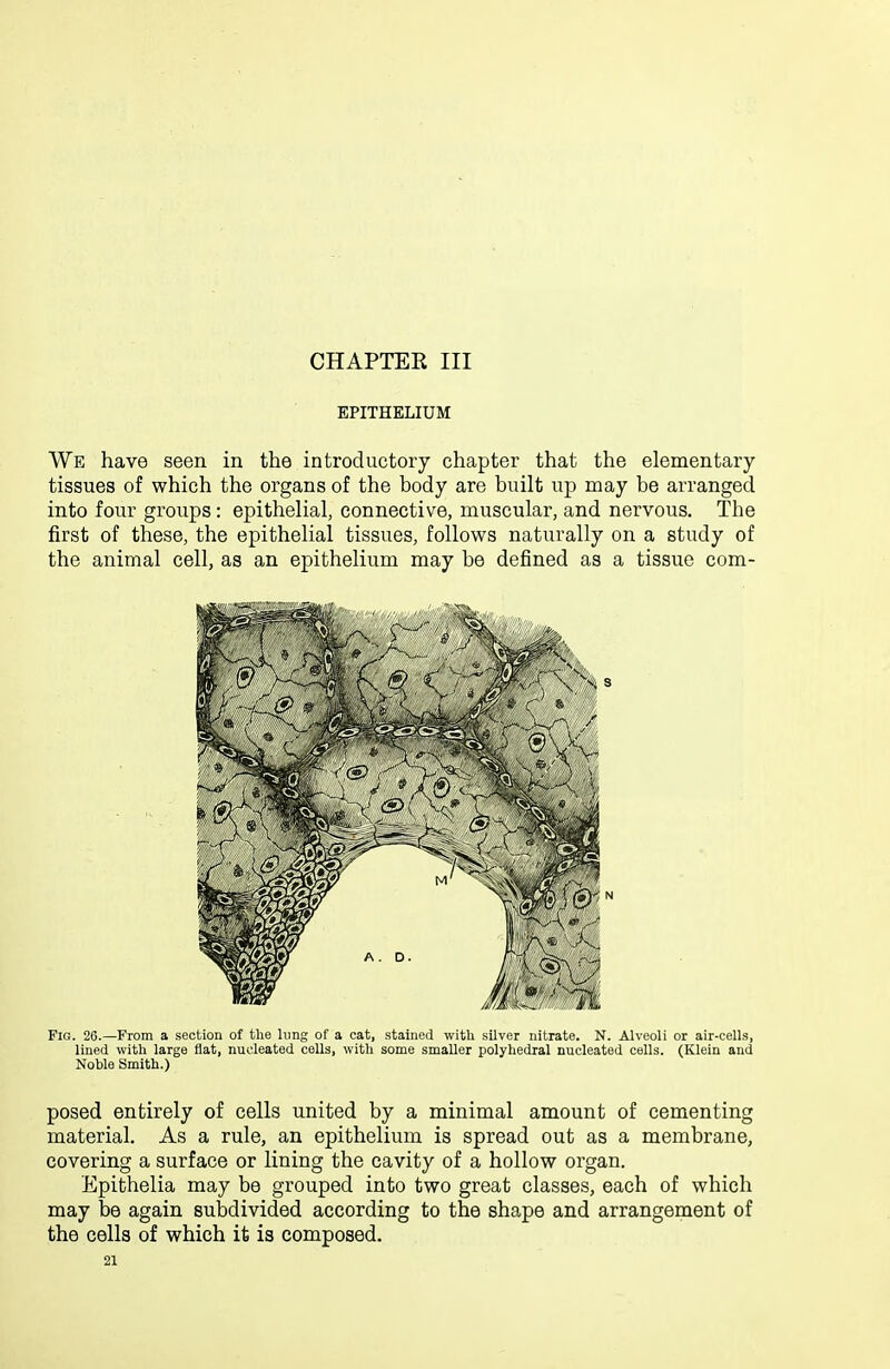 CHAPTEK III EPITHELIUM We have seen in the introductory chapter that the elementary- tissues of which the organs of the body are built up may be arranged into four groups: epithelial, connective, muscular, and nervous. The first of these, the epithelial tissues, follows naturally on a study of the animal cell, as an epithelium may be defined as a tissue com- FiG. 26.—From a section of the hmg of a cat, stained with silver nitrate. N. Alveoli or air-cells, lined with large flat, nucleated cells, with some smaller polyhedral nucleated cells. (Klein and Noble Smith.) posed entirely of cells united by a minimal amount of cementing material. As a rule, an epithelium is spread out as a membrane, covering a surface or lining the cavity of a hollow organ. Epithelia may be grouped into two great classes, each of which may be again subdivided according to the shape and arrangement of the cells of which it is composed.
