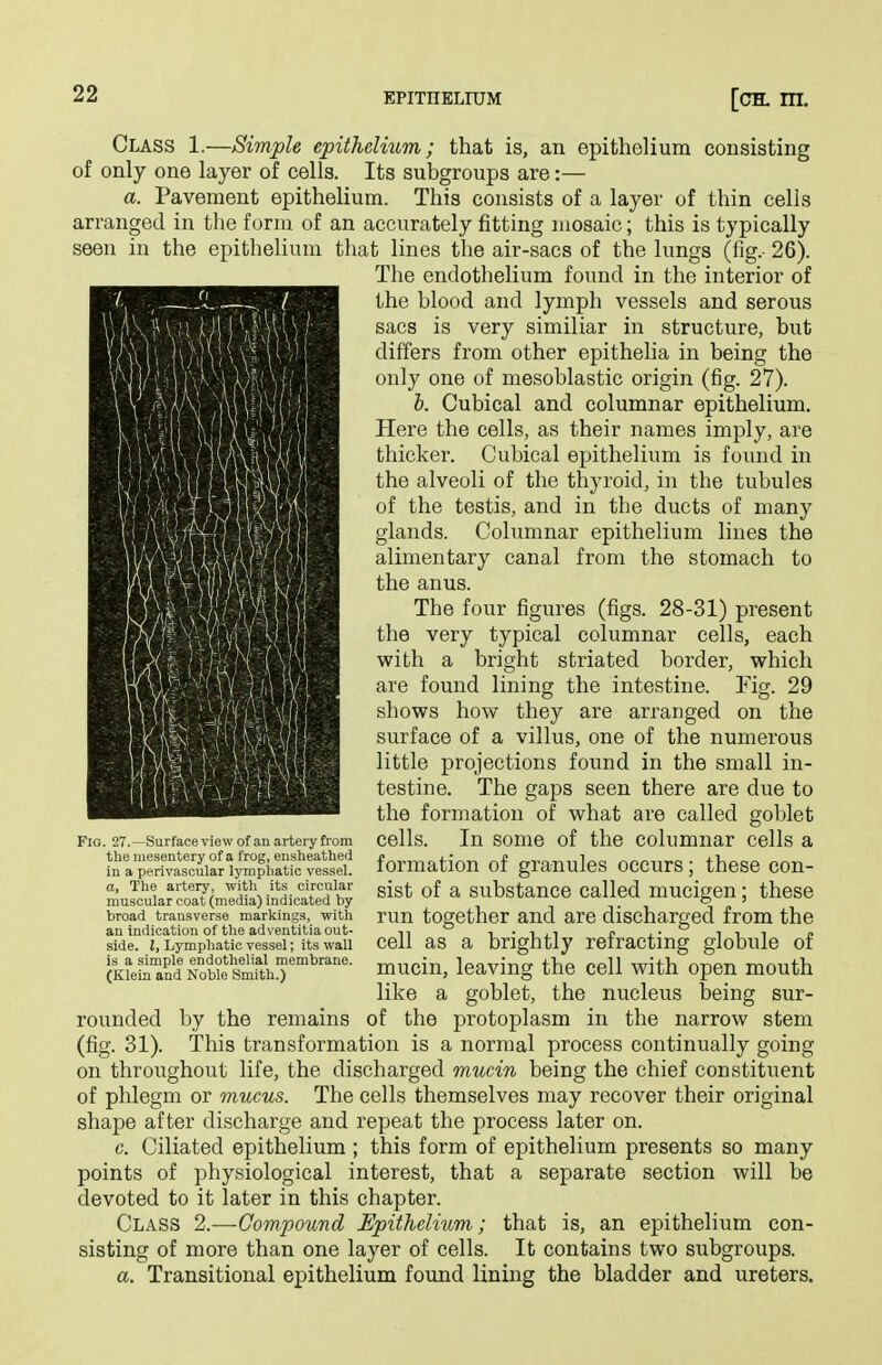 Class 1.—Simple epithelium; that is, an epithelium consisting of only one layer of cells. Its subgroups are:— a. Pavement epithelium. This consists of a layer of thin cells arranged in the form of an accurately fitting mosaic; this is typically seen in the epithelium that lines the air-sacs of the lungs (fig.- 26). The endothelium found in the interior of the blood and lymph vessels and serous sacs is very similiar in structure, but differs from other epithelia in being the only one of mesoblastic origin (fig. 27). h. Cubical and columnar epithelium. Here the cells, as their names imply, are thicker. Cubical epithelium is found in the alveoli of the thyroid, in the tubules of the testis, and in the ducts of many glands. Columnar epithelium lines the alimentary canal from the stomach to the anus. The four figures (figs. 28-31) present 8S(uil«^lil41^H ^^^^ typical columnar cells, each ■Mlil'wHHiSi'^l with a bright striated border, which ilsiwIwHnnilH are found lining the intestine. Tig. 29 shows how they are arranged on the surface of a villus, one of the numerous little projections found in the small in- testine. The gaps seen there are due to the formation of what are called goblet cells. In some of the columnar cells a formation of granules occurs; these con- sist of a substance called mucigen; these run together and are discharged from the cell as a brightly refracting globule of mucin, leaving the cell with open mouth like a goblet, the nucleus being sur- rounded by the remains of the protoplasm in the narrow stem (fig. 31). This transformation is a normal process continually going on throughout life, the discharged mucin being the chief constituent of phlegm or mucus. The cells themselves may recover their original shape after discharge and repeat the process later on. c. Ciliated epithelium ; this form of epithelium presents so many points of physiological interest, that a separate section will be devoted to it later in this chapter. Class 2.—Compound Epithelium; that is, an epithelium con- sisting of more than one layer of cells. It contains two subgroups. a. Transitional epithelium found lining the bladder and ureters. Fig. 27.—Surface view of an artery from the mesentery of a frog, ensheathed in a perivascular lymphatic vessel. a, The artery, with its circular muscular coat (media) indicated by broad transverse markings, with an indication of the ad\'entitia out- side. I, Lymphatic vessel; its wall is a simple endothelial membrane. (Klein and Noble Smith.)