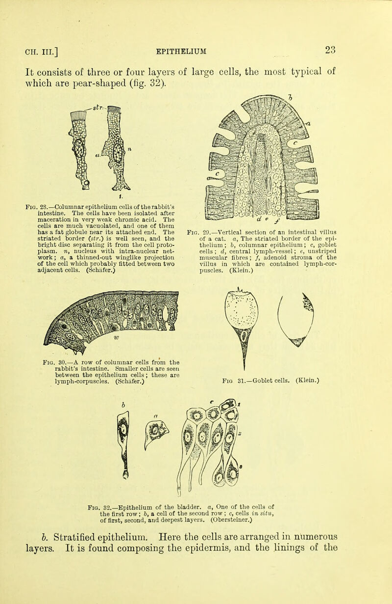 It consists of three or four layers of large cells, the most typical of which are pear-shaped (fig. 32). Fig. 28.—Columnar epithelium cells of the rabbit's intestine. The cells have been isolated after maceration in veiy weak chromic acid. The cells are much vacuolated, and one of them has a fat globule near its attached end. The striated border (str.) is well seen, and the bright disc separating it from the cell proto- plasm, n, nucleus with intra-nuclear net- work ; a, a thinned-out winglike projection of the ceil which probably fitted between two adjacent cells. (Schixfer.) Fin. 29.—Vertical section of an intestinal villus of a cat. a, The striated border of the epi- thelium ; b, columnar epithelium; c, goblet cells ; d, central lymph-vessel; e, unstriped muscular fibres; /, adenoid stroma of the villus in which are contained lymph-cor- puscles. (Klein.) Fig. 30.—A row of columnar cells from the rabbit's intestine. Smaller cells are seen between the epithelium cells; these are lymph-corpuscles. (Schafer.) FiQ 31.—Goblet cells. (Klein.) Fio. 32.—Epithelium of the bladder, a. One of the cells of the first row; b, a cell of the second row ; c, cells in situ, of first, second, and deepest layers. (Obersteiner.) b. Stratified epithelium. Here the cells are arranged in numerous layers. It is found composing the epidermis, and the linings of the