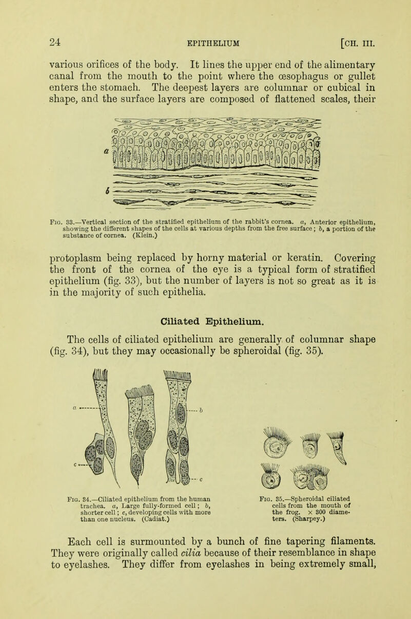 various orifices of the body. It lines the upper end of the alimentary canal from the mouth to the point where the oesophagus or gullet enters the stomach. The deepest layers are columnar or cubical in shape, and the surface layers are composed of flattened scales, their Fio. 33.—Vertical section of the stratified epithelium of the rabbit's cornea, a, Anterior epithelium, showing the different shapes of the cells at various depths from the free surface ; b, a portion of the substance of cornea. (Klein.) protoplasm being replaced by horny material or keratin. Covering the front of the cornea of the eye is a typical form of stratified epithelium (fig. 33), but the number of layers is not so great as it is in the majority of such epithelia. Ciliated Epithelium. The cells of ciliated epithelium are generally of columnar shape (fig. 34), but they may occasionally be spheroidal (fig. 35). Fig. 34.—Ciliated epithelium from the human Fia. 35.—Spheroidal ciliated trachea, a, Large fully-formed cell; b, cells from the mouth of shorter cell; c, developing cells with more the frog, x SOO diame- than one nucleus. (Cadiat.) ters. (Sharpey.) Each cell is surmounted by a bimch of fine tapering filaments. They were originally called cilia because of their resemblance in shape to eyelashes. They differ from eyelashes in being extremely small,