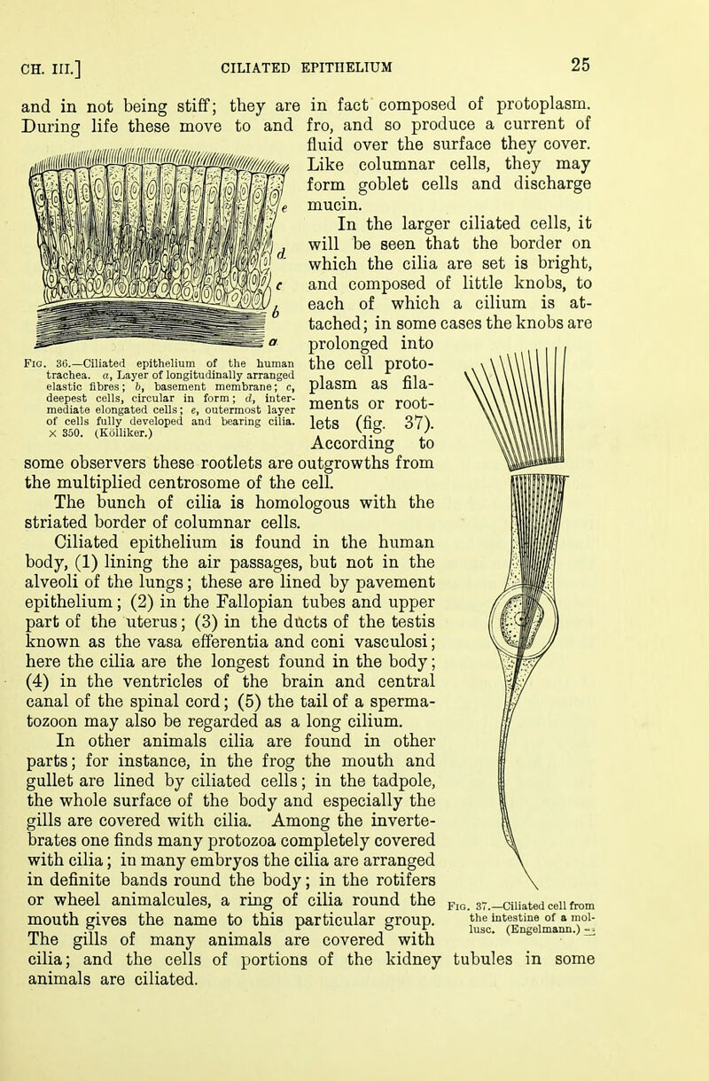and in not being stiff; they are During life these move to and Fig. Ciliated epithelium of the human trachea, a, Layer of longitudinally arranged elastic fibres; 6, basement membrane; c, deepest cells, circular in form; d, inter- mediate elongated cells; e, outermost layer of cells fully developed and bearing cilia. X 350. (Kolliker.) the cell proto- plasm as fila- ments or root- lets (fig. 37). According to some observers these rootlets are outgrowths from the multiplied centrosome of the cell. The bunch of cilia is homologous with the striated border of columnar cells. Ciliated epithelium is found in the human body, (1) lining the air passages, but not in the alveoli of the lungs; these are lined by pavement epithelium; (2) in the Fallopian tubes and upper part of the uterus; (3) in the ducts of the testis known as the vasa efferentia and coni vasculosi; here the cilia are the longest found in the body; (4) in the ventricles of the brain and central canal of the spinal cord; (5) the tail of a sperma- tozoon may also be regarded as a long cilium. In other animals cilia are found in other parts; for instance, in the frog the mouth and gullet are lined by ciliated cells; in the tadpole, the whole surface of the body and especially the gills are covered with cilia. Among the inverte- brates one finds many protozoa completely covered with cilia; in many embryos the cilia are arranged in definite bands round the body; in the rotifers or wheel animalcules, a ring of cilia round the mouth gives the name to this particular group. The gills of many animals are covered with cilia; and the cells of portions of the kidney animals are ciliated. in fact composed of protoplasm, fro, and so produce a current of fluid over the surface they cover. Like columnar cells, they may form goblet cells and discharge mucin. In the larger ciliated cells, it will be seen that the border on which the cilia are set is bright, and composed of little knobs, to each of which a cilium is at- tached; in some cases the knobs are prolonged into Fig. 37.—Ciliated cell from the intestine of a mol- lusc. (Engelmann.) tubules in some