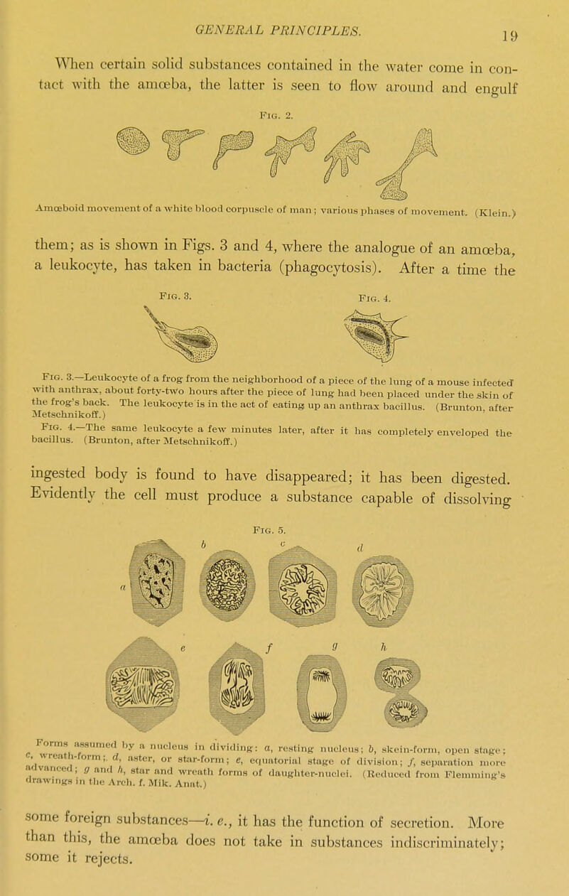 19 When certain solid substances contained in the water coine in con- tact with the amoeba, the latter is seen to flow around and engulf Fig. 2. Amoeboid movement of a white blood corpuscle of man ; various phases of movement. (Klein.) them; as is shown in Figs. 3 and 4, where the analogue of an amoeba, a leukocyte, has taken in bacteria (phagocytosis). After a time the Fig. 3. Fig. 4. Fig. 3.—Leukocyte of a frog from the neighborhood of a piece of the lung of a mouse infected with anthrax, about forty-two hours after the piece of lung had been placed under the skin of the frog's back. The leukocyte is in the act of eating up an anthrax bacillus. (Brunton after Metschnikoff.) Fig. 4.-The same leukocyte a few minutes later, after it has completely enveloped the bacillus. (Brunton, after Bletschnikoff.) ingested body is found to have disappeared; it has been digested. Evidently the cell must produce a substance capable of dissolving Form.s assumed by a nucleus in dividing: a, resting nucleus; b, skein-form, open stage; . «ieatli-form;. d, aster, or star-form; e, equatorial stage of division; /, separation more aavanced; cj anrl A, star and wreath forms of daughter-nuclei. (Reduced from Plemining's drawings in the Arch. f. JUk. Anat.) some foreign substances—e., it has the function of secretion. More than this, the amoeba does not take in substances indiscriminately; some it rejects.