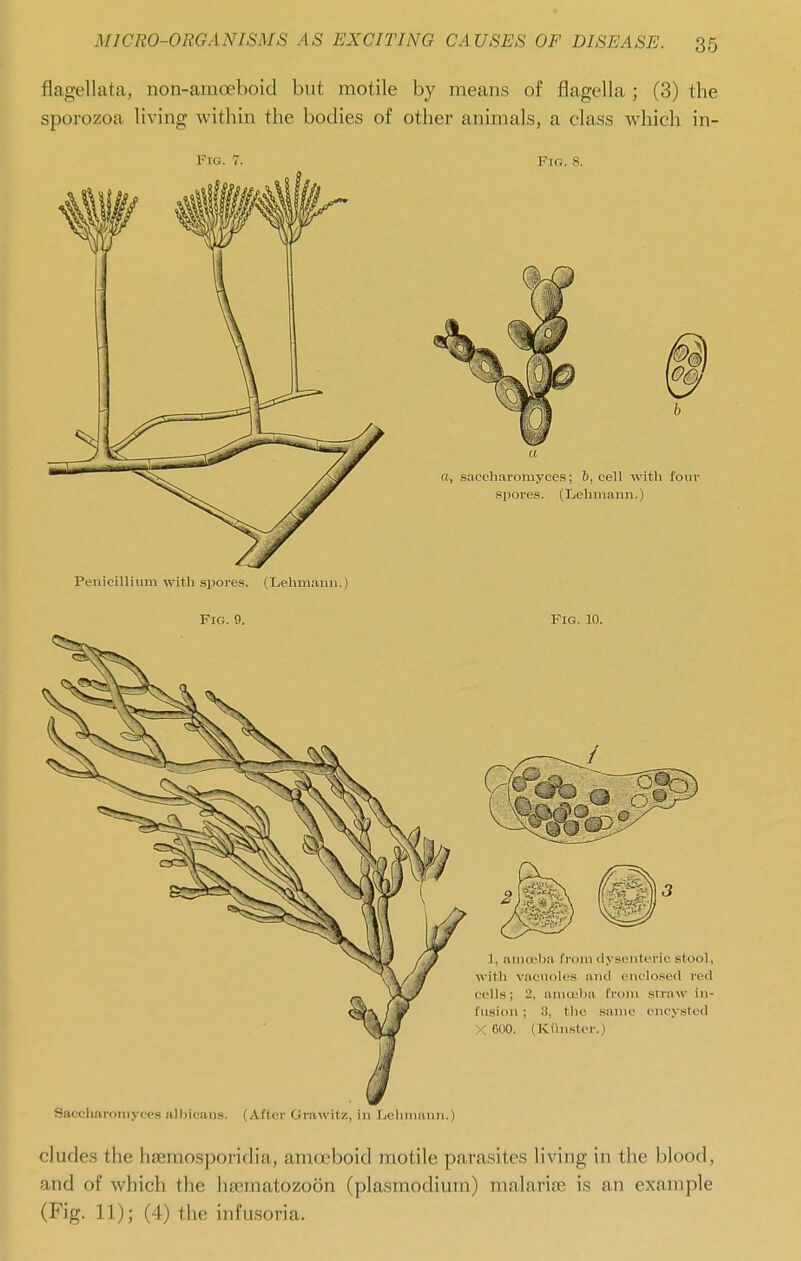flagellata, non-amoeboid but motile by means of flagella ; (3) the sporozoa living within the bodies of other animals, a class which in- FiG. 7. Fig. 8. Penicilliiim with spores. (Lehmaiiu.) Fig. 9. Fig. 10. Snccliaroiiiyces albicans. (After Grnwitz, in Ijolmmnn.) eludes the hsemosporidia, amoeboid motile parasites living in the blood, and of which the ha?matozo6n (plasmodiura) malariBe is an example (Fig. 11); (4) the infusoria.
