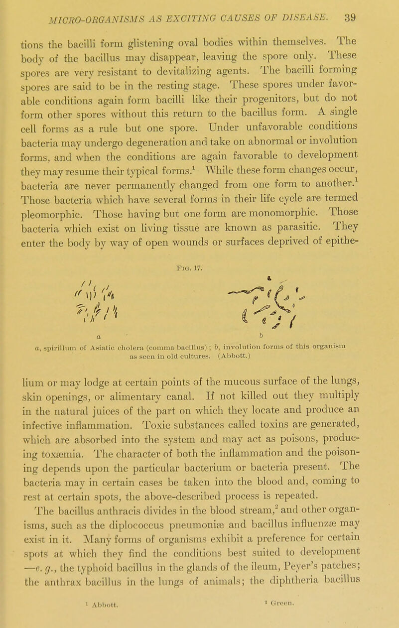 tions the bacilli form glistening oval bodies within themselves. The body of the bacillus may disappear, leaving the spore only. These spores are very resistant to devitalizing agents. The bacilli forming spores are said to be in the resting stage. These spores under favor- able conditions again form bacilli like their progenitors, but do not form other spores without this return to the bacillus form. A single cell forms as a rule but one spore. Under unfavorable conditions bacteria may undergo degeneration and take on abnormal or involution forms, and when the conditions are again favorable to development they may resume their typical forms.^ While these form changes occur, bacteria are never permanently changed from one form to another. Those bacteria which have several forms in their life cycle are termed pleomorphic. Those having but one form are monomorphic. Those bacteria which exist on living tissue are loiown as parasitic. They enter the body by way of open wounds or surfaces deprived of epithe- FiG. 17. a a, spirillum of Asiatic cholera (comma bacillus) ; b, involution forms of this organism as seen in old cultures. (Abbott.) Hum or may lodge at certain points of the mucous surface of the lungs, skin openings, or alimentary canal. If not killed out they multiply in the natural juices of the part on which they locate and produce an infective inflammation. Toxic substances called toxins are generated, which are absorbed into the system and may act as poisons, produc- ing toxsemia. The character of both the inflammation and the poison- ing depends upon the particular bacterium or bacteria present. The bacteria may in certain cases be taken into the blood and, coming to rest at certain spots, the above-described process is repeated. The bacillus anthracis divides in the blood stream,^ and other organ- isms, such as the diplococcus pneumonite and bacillus influenzae may exist in it. Many forms of organisms exhibit a preference for certain spots at which they find the conditions best suited to development —e. (J., the typhoid bacillus in the glands of the ileum. Fever's patches; the anthrax bacillus in the lungs of animals; the diphtheria bacillus 2 Orecti.
