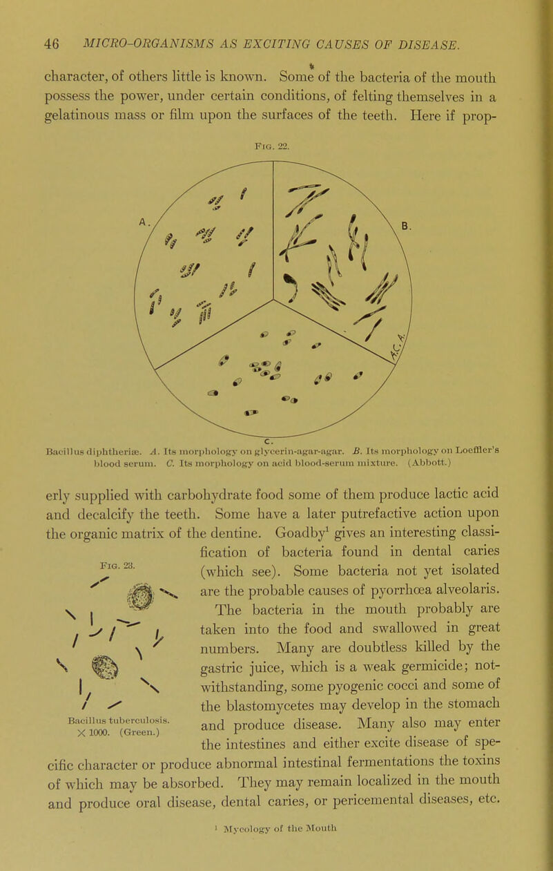 character, of others httle is known. Some of the bacteria of the mouth possess the power, under certain conditions, of felting themselves in a gelatinous mass or film upon the surfaces of the teeth. Here if prop- FlG. 22. Fig. 23. Baoillus (liplitliefiie. A. Its morpliolofjy on glycerin-aKnv-agar. £. Its morplioloey on Loeffler's Ijlood scnnii. C. Its morphology on acitl blood-serum mixture. (Abbott.) erly supplied with carbohydrate food some of them produce lactic acid and decalcify the teeth. Some have a later putrefactive action upon the organic matrix of the dentine. Goadby^ gives an interesting classi- fication of bacteria found in dental caries (which see). Some bacteria not yet isolated are the probable causes of pyorrhoea alveolaris. The bacteria in the mouth probably are taken into the food and swallowed in great numbers. Many are doubtless killed by the gastric juice, which is a weak germicide; not- withstanding, some pyogenic cocci and some of the blastomycetes may develop in the stomach and produce disease. Many also may enter the intestines and either excite disease of spe- cific character or produce abnormal intestinal fermentations the toxins of which may be absorbed. They may remain localized in the mouth and produce oral disease, dental caries, or pericemental diseases, etc. \ / I Biicillus tuberculosis. X 1000. (Green.) I Mycology of the Mouth