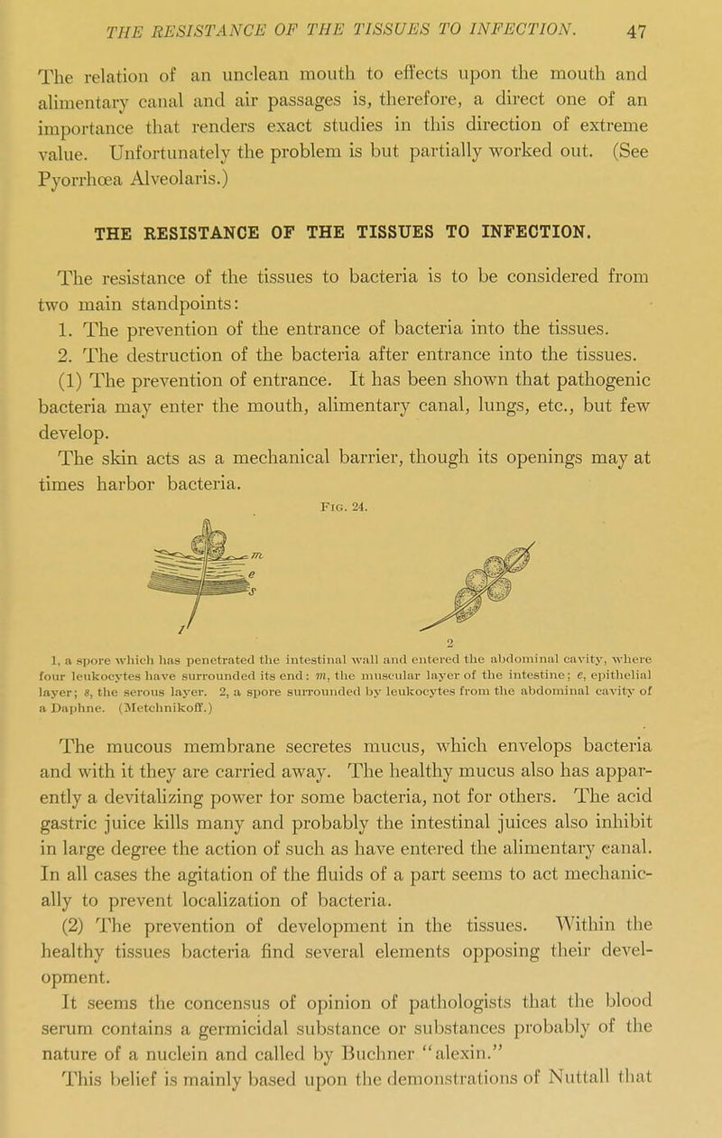 The relation of an unclean mouth to effects upon the mouth and alimentary canal and air passages is, therefore, a direct one of an importance that renders exact studies in this direction of extreme value. Unfortunately the problem is but partially worked out. (See Pyorrhoea Alveolaris.) THE RESISTANCE OF THE TISSUES TO INFECTION. The resistance of the tissues to bacteria is to be considered from two main standpoints: 1. The prevention of the entrance of bacteria into the tissues. 2. The destruction of the bacteria after entrance into the tissues. (1) The prevention of entrance. It has been shown that pathogenic bacteria may enter the mouth, alimentary canal, lungs, etc., but few develop. The skin acts as a mechanical barrier, though its openings may at times harbor bacteria. Fig. 24. 2 1, a spore which has penetrated the intestinal wall and entered the abdominal cavity, where four leukocytes have surrounded its end : m, the muscular layer of the intestine; e, epithelial layer; s, the serous layer. 2, a spore suiTounded by leukocytes from the abdominal cavity of a Daphne. (Metchnikoff.) The raucous membrane secretes mucus, which envelops bacteria and with it they are carried away. The healthy mucus also has appar- ently a devitalizing power tor some bacteria, not for others. The acid gastric juice kills many and probably the intestinal juices also inhibit in large degree the action of such as have entered the alimentary canal. In all cases the agitation of the fluids of a part seems to act mechanic- ally to prevent localization of bacteria. (2) The prevention of development in the tissues. Within the healthy tissues bacteria find several elements opposing their devel- opment. It seems the concensus of opinion of pathologists that the blood serum contains a germicidal substance or substances probably of the nature of a nuclein and called by Buchner alexin. This belief is mainly based upon the demonstrations of Nuttall that