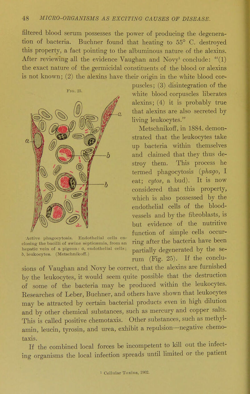 Fig. 20. filtered blood serum possesses the power of producing the degenera- tion of bacteria. Buchner found that heating to 55° C. destroyed this property, a fact pointing to the albuminous nature of the alexins. After reviewing all the evidence Vaughan and Novy^ conclude: (1) the exact nature of the germicidal constituents of the blood or alexins is not known; (2) the alexins have their origin in the white blood cor- puscles; (3) disintegration of the white blood corpuscles liberates alexins; (4) it is probably true that alexins are also secreted by living leukocytes. Metschnikoff, in 1884, demon- strated that the leukocytes take up bacteria within themselves and claimed that they thus de- stroy them. This process he termed phagocytosis {phago, I eat; cytos, a bud). It is now considered that this property, which is also possessed by the endothelial cells of the blood- vessels and by the fibroblasts, is but evidence of the nutritive function of simple cells occur- ring after the bacteria have been partially degenerated by the se- rum (Fig. 25). If the conclu- sions of Vaughan and Novy be correct, that the alexins are furnished by the leukocytes, it would seem quite possible that the destruction of some of the bacteria may be produced within the leukocytes. Researches of Leber, Buchner, and others have shown that leukocytes may be attracted by certain bacterial products even in high dilution and by other chemical substances, such as mercury and copper salts. This is called positive chemotaxis. Other substances, such as methyl- amin, leucin, tyrosin, and urea, exhibit a repulsion—negative chemo- taxis. If the combined local forces be incompetent to kill out the infect- ing organisms the local infection spreads until limited or the patient Active phagocytosis. Endothelinl cells en- closing the bacilli of awine septicteniiii, from an hepatic vein of a pigeon: a, endotlielial cells; 6, leukocytes. (Metschnikoff.) 1 Cellular Toxins, 1902.