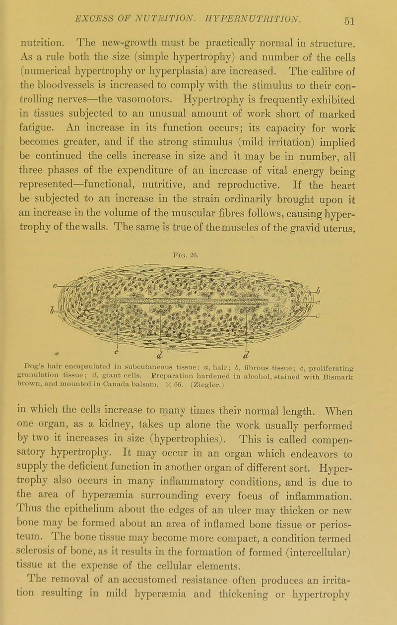 I EXCESS OF NUTRITION. IIYPERNUTRITION. 51 j nutrition. The new-growth must be practically normal in structure. ! As a rule both the size (simple hypertrophy) and number of the cells (numerical hypertrophy or hyperplasia) are increased. The calibre of the bloodvessels is increased to comply with the stimulus to their con- trolling nerves—the vasomotors. Hypertrophy is frequently exhibited \ in tissues subjected to an unusual amount of work short of marked j fatigue. An increase in its function occurs; its capacity for work ! becomes greater, and if the strong stimulus (mild irritation) implied ' be continued the cells increase in size and it may be in number, all ! three phases of the expenditure of an increase of vital energy being I represented—functional, nutritive, and reproductive. If the heart \ be subjected to an increase in the strain ordinarily brought upon it | an increase in the volume of the muscular fibres follows, causing hyper- ] trophy of the walls. The same is true of the muscles of the gravid uterus, Fig. 26. Dog'.s hair encapsulated in subcutaneou.s tissue: a, hair; h, fibrous tissue; c, proliferating srranulation ti.ssue; d, giant cells, yreparation hardened in alcohol, stained with Bismark ! brown, and mounted in Canada balsam. X 06. (Ziegler.) ' I i in which the cells increase to many times their normal length. When i one organ, as a kidney, takes up alone the work usually performed \ by two it increases in size (hypertrophies). This is called compen- : satory hypertrophy. It may occur in an organ which endeavors to supply the deficient function in another organ of difi'erent sort. Hyper- j trophy also occurs in many inflammatory conditions, and is due to ] the area of hypersemia surrounding every focus of inflammation. Thus the epithelium about the edges of an ulcer may thicken or new i bone may be formed about an area of inflamed bone tissue or perios- j teum. The bone tissue may become more compact, a condition termed I sclerosis of bone, as it results in the formation of formed (intercellular) i tissue at the expense of the cellular elements. The removal of an accustomed resistance often produces an irrita- tion resulting in mild hypei\nemia and thickening or hypertrophy