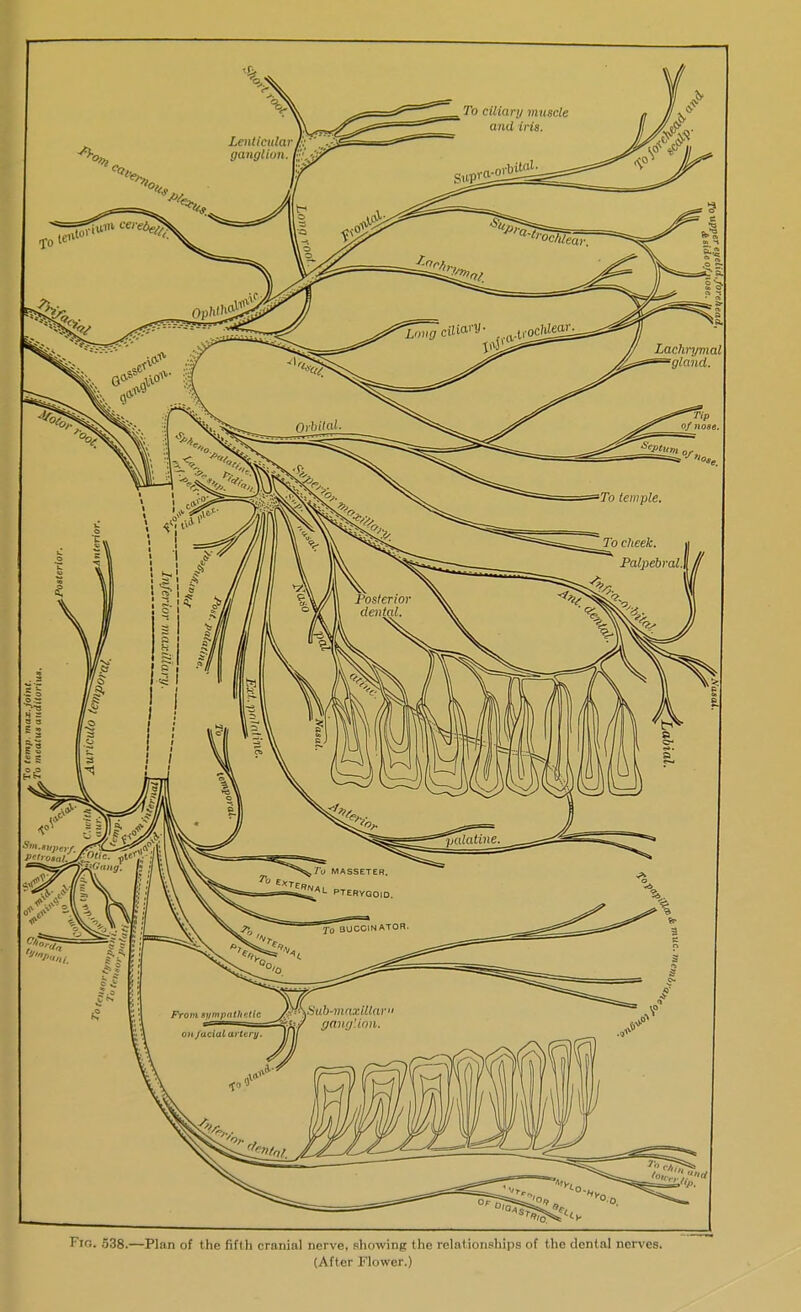 Fig. 538.—Plan of the fifth cranial nerve, showing the relationships of the dental nerves. (After Flower.)