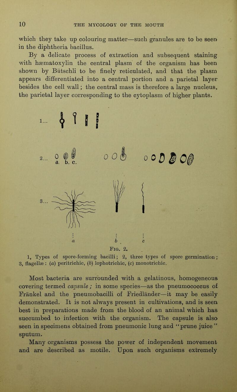 which they take up colouring matter—such granules are to be seen in the diphtheria bacillus. By a delicate process of extraction and subsequent staining with haematoxylin the central plasm of the organism has been shown by Biitschli to be finely reticulated, and that the plasm appears differentiated into a central portion and a parietal layer besides the cell wall; the central mass is therefore a large nucleus^ the parietal layer corresponding to the cytoplasm of higher plants. Fig. 2. 1, Types of spore-forming bacilli; 2, three types of spore germination; 3, fiagellee: (a) peritrichic, (6) lophotrichic, (c) monotrichic. Most bacteria are surrounded with a gelatinous, homogeneous covering termed capsule ; in some species—as the pneumococcus o£ Frankel and the pneumobacilli of Friedlander—it may be easily demonstrated. It is not always present in cultivations, and is seen best in preparations made from the blood of an animal which has succumbed to infection with the organism. The capsule is also seen in specimens obtained from pneumonic lung and prune juice  sputum. Many organisms possess the power of independent movement and are described as motile. Upon such organisms extremely