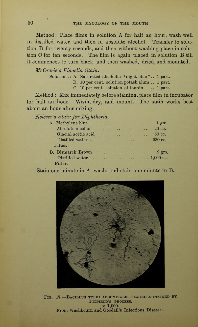 Method: Place films in solution A for half an hour, wash well in distilled water, and then in absolute alcohol. Transfer to solu- tion B for twenty seconds, and then without washing place in solu- tion C for ten seconds. The film is again placed in solution B till it commences to turn black, and then washed, dried, and mounted. McCrorie's Flagella Stain. Solutions: A. Saturated alcoholic night-blue.. 1 part. B. 10 per cent, solution potash alum .. 1 part. C. 10 per cent, solution of tannin .. 1 part. Method : Mix immediately before staining, place film in incubator for half an hour. Wash, dry, and mount. The stain works best about an hour after mixing. Neisser's Stain for Diphtheria. A. Methylene blue .. .. .. .. .. 1 gm. Absolute alcohol .. .. .. .. 20 cc. Glacial acetic acid .. .. .. .. 50 cc. Distilled water .. . .. .. .. 930 cc. Filter. B. Bismarck Brown .. .. .. .. 2 gm. Distilled water 1,000 cc. Filter. Stain one minute in A, wash, and stain one minute in B. Fig. 17,—Bacillus typhi abdominalis flagella stained by Bitfield's peocess. X 1,000. From Washbourn and Goodall's Infectious Diseases.