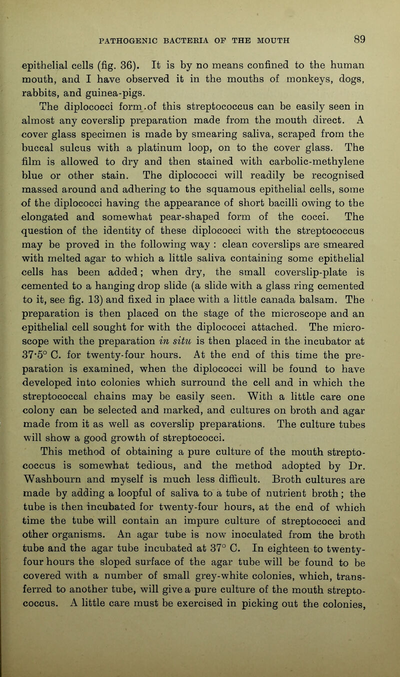 epithelial cells (fig. 36). It is by no means confined to the human mouth, and I have observed it in the mouths of monkeys, dogs, rabbits, and guinea-pigs. The diplococci form.of this streptococcus can be easily seen in almost any coverslip preparation made from the mouth direct. A cover glass specimen is made by smearing saliva, scraped from the buccal sulcus with a platinum loop, on to the cover glass. The film is allowed to dry and then stained with carbolic-methylene blue or other stain. The diplococci will readily be recognised massed around and adhering to the squamous epithelial cells, some of the diplococci having the appearance of short bacilli owing to the elongated and somewhat pear-shaped form of the cocci. The question of the identity of these diplococci with the streptococcus may be proved in the following way : clean coverslips are smeared with melted agar to which a little saliva containing some epithelial cells has been added; when dry, the small coverslip-plate is cemented to a hanging drop slide (a slide with a glass ring cemented to it, see fig. 13) and fixed in place with a little Canada balsam. The preparation is then placed on the stage of the microscope and an epithelial cell sought for with the diplococci attached. The micro- scope with the preparation in situ is then placed in the incubator at 37*5° C. for twenty-four hours. At the end of this time the pre- paration is examined, when the diplococci will be found to have developed into colonies which surround the cell and in which the streptococcal chains may be easily seen. With a little care one colony can be selected and marked, and cultures on broth and agar made from it as well as coverslip preparations. The culture tubes will show a good growth of streptococci. This method of obtaining a pure culture of the mouth strepto- coccus is somewhat tedious, and the method adopted by Dr. Washbourn and myself is much less difficult. Broth cultures are made by adding a loopful of saliva to a tube of nutrient broth; the tube is then incubated for twenty-four hours, at the end of which time the tube will contain an impure culture of streptococci and other organisms. An agar tube is now inoculated from the broth tube and the agar tube incubated at 37° C. In eighteen to twenty- four hours the sloped surface of the agar tube will be found to be covered with a number of small grey-white colonies, which, trans- ferred to another tube, will give a pure culture of the mouth strepto- coccus. A little care must be exercised in picking out the colonies,