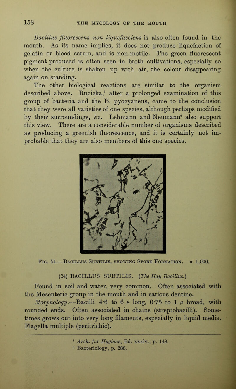 Bacillus fluorescens non liquefasciens is also often found in the mouth. As its name impHes, it does not produce Hquefaction of gelatin or blood serum, and is non-motile. The green fluorescent pigment produced is often seen in broth cultivations, especially so when the culture is shaken up with air, the colour disappearing again on standing. The other biological reactions are similar to the organism described above. Euzicka,^ after a prolonged examination of this group of bacteria and the B. pyocyaneus, came to the conclusio-n that they were all varieties of one species, although perhaps modified by their surroundings, &c. Lehmann and Neumann^ also support this view. There are a considerable number of organisms described as producing a greenish fluorescence, and it is certainly not im- probable that they are also members of this one species. Fig. 51.—Bacillus Subtilis, showing Spore Formation, x 1,000. (24) BACILLUS SUBTILIS. {The Hay Bacillus.) Found in soil and water, very common. Often associated with the Mesenteric group in the mouth and in carious dentine. Morphology.—Bacilli 4-6 to 6 long, 0-75 to 1 broad, with rounded ends. Often associated in chains (streptobacilli). Some- times grows out into very long filaments, especially in liquid media. Flagella multiple (peritrichic). ' Arch, fur Hygiene^ Bd. xxxiv., p. 148. - Bacteriology, p. 286.