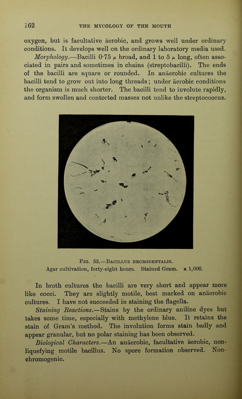 oxygen, but is facultative aerobic, and grows well under ordinary conditions. It develops well on the ordinary laboratory media used. Morphology.—Bacilli 0'75 fx broad, and 1 to 5 /* long, often asso- ciated in pairs and sometimes in chains (streptobacilU). The ends of the bacilli are square or rounded. In anaerobic cultures the bacilli tend to grow out into long threads; under aerobic conditions the organism is much shorter. The bacilli tend to involute rapidly, and form swollen and contorted masses not unlike the streptococcus. Fig. 52.—Bacillus nbceodentalis. Agar cultivation, forty-eight hours. Stained Gram, x 1,000. In broth cultures the bacilli are very short and appear more like cocci. They are shghtly motile, best marked on anaerobic cultures. I have not succeeded in staining the flagella. Staining Beactions.—Stains by the ordinary aniline dyes but takes some time, especially with methylene blue. It retains the stain of Gram's method. The involution forms stain badly and appear granular, but no polar staining has been observed. Biological Characters.—An anaerobic, facultative aerobic, non- liquefying motile bacillus. No spore formation observed. Non- chromogenic.