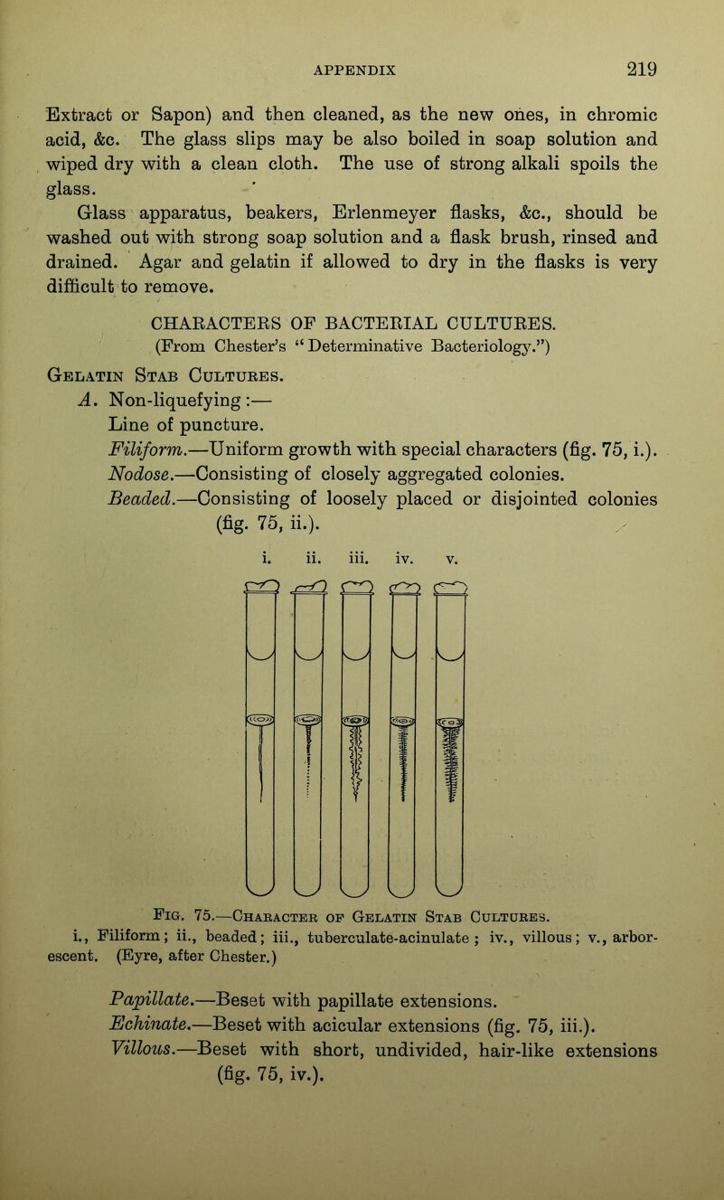 Extract or Sapon) and then cleaned, as the new ones, in chromic acid, &c. The glass slips may be also boiled in soap solution and wiped dry with a clean cloth. The use of strong alkali spoils the glass. Glass apparatus, beakers, Erlenmeyer flasks, &c., should be washed out with strong soap solution and a flask brush, rinsed and drained. Agar and gelatin if allowed to dry in the flasks is very diflicult to remove. CHARACTERS OF BACTERIAL CULTURES. (From Chester's Determinative Bacteriology.) Gelatin Stab Cultures. A. Non-liquefying:— Line of puncture. Filiform.—Uniform growth with special characters (fig. 75, i.). Nodose.—Consisting of closely aggregated colonies. Beaded.—Consisting of loosely placed or disjointed colonies (fig. 75,ii.). i. ii. iii. iv. v. .^Q r^. T W ^ W W W Fig. 75.—Chabacter of Gelatin Stab Cultures. i., Filiform; ii., beaded; iii., tuberculate-acinulate ; iv., villous; v., arbor- escent. (Eyre, after Chester.) Papillate.—Beset with papillate extensions. Echinate.—Beset with acicular extensions (fig. 75, iii.). Villous.—Beset with short, undivided, hair-like extensions (fig. 75, iv.).