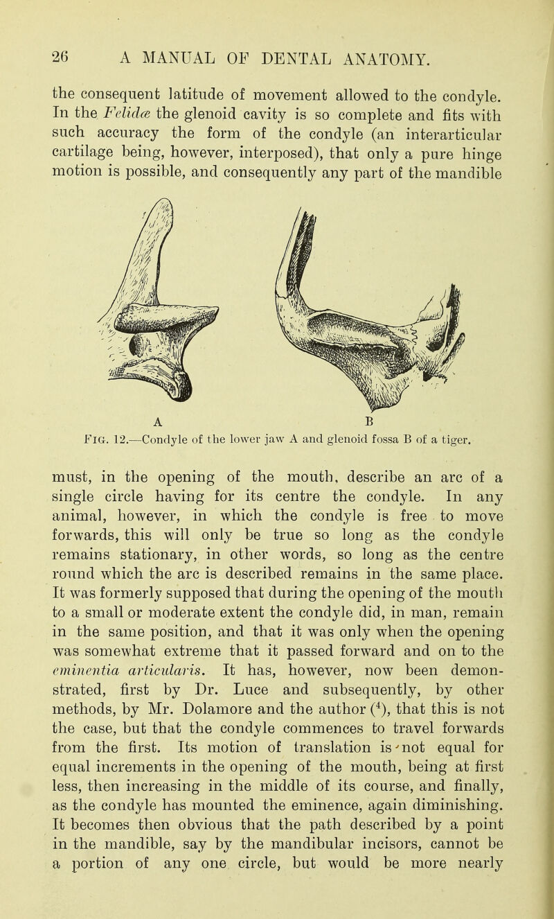 the consequent latitude of movement allowed to the condyle. In the Felicia the glenoid cavity is so complete and fits with such accuracy the form of the condyle (an interarticular cartilage being, however, interposed), that only a pure hinge motion is possible, and consequently any part of the mandible Fig. 12.—Condyle of the lower jaw A and glenoid fossa B of a tiger, must, in the opening of the mouth, describe an arc of a single circle having for its centre the condyle. In any animal, however, in which the condyle is free to move forwards, this will only be true so long as the condyle remains stationary, in other words, so long as the centre round which the arc is described remains in the same place. It was formerly supposed that during the opening of the moutli to a small or moderate extent the condyle did, in man, remain in the same position, and that it was only when the opening was somewhat extreme that it passed forward and on to the eminentia articularis. It has, however, now been demon- strated, first by Dr. Luce and subsequently, by other methods, by Mr. Dolamore and the author (4), that this is not the case, but that the condyle commences to travel forwards from the first. Its motion of translation is'not equal for equal increments in the opening of the mouth, being at first less, then increasing in the middle of its course, and finally, as the condyle has mounted the eminence, again diminishing. It becomes then obvious that the path described by a point in the mandible, say by the mandibular incisors, cannot be a portion of any one circle, but would be more nearly